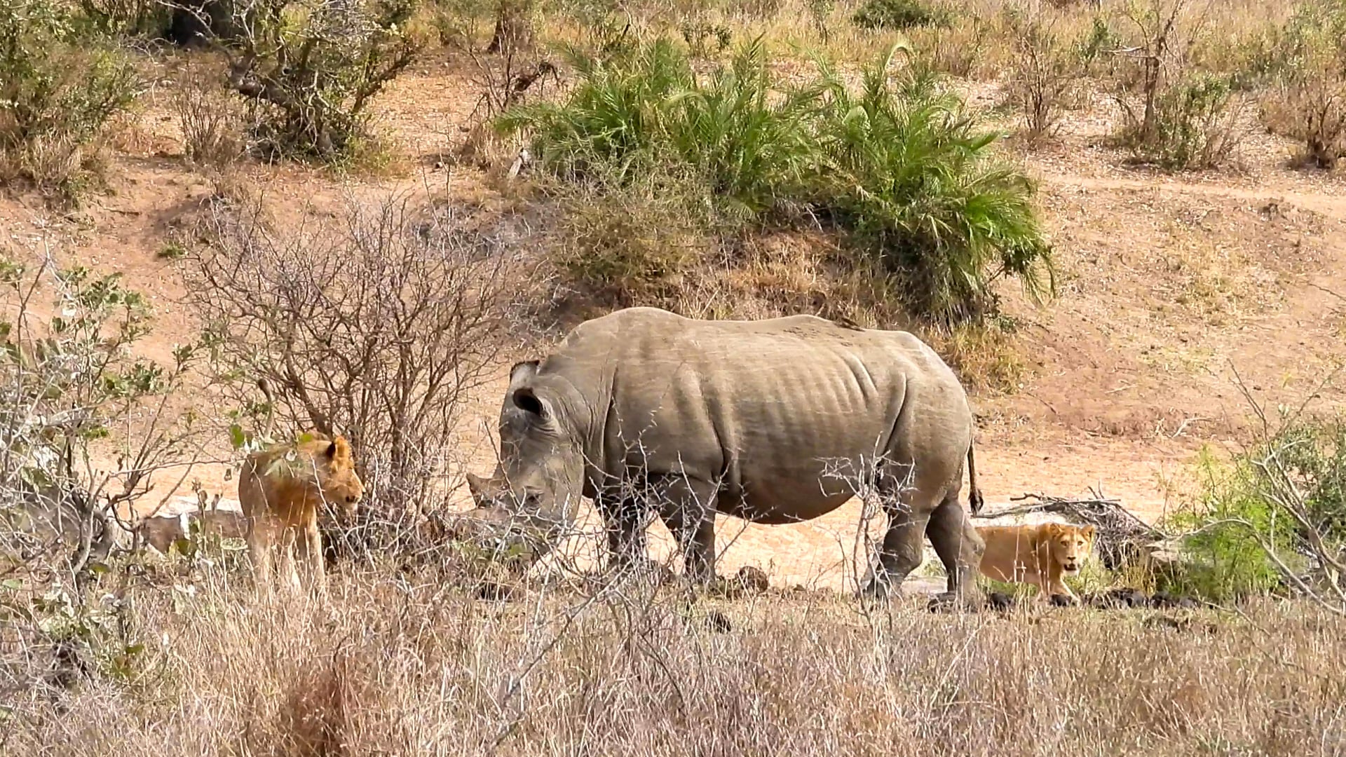 Angry Rhino Chases Lions off His Territory