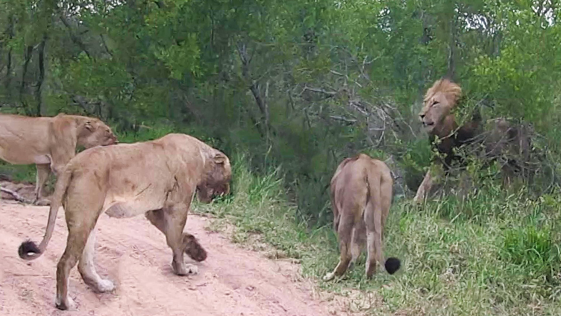 3 Female Lions Team Up to Fight Off Male Lion