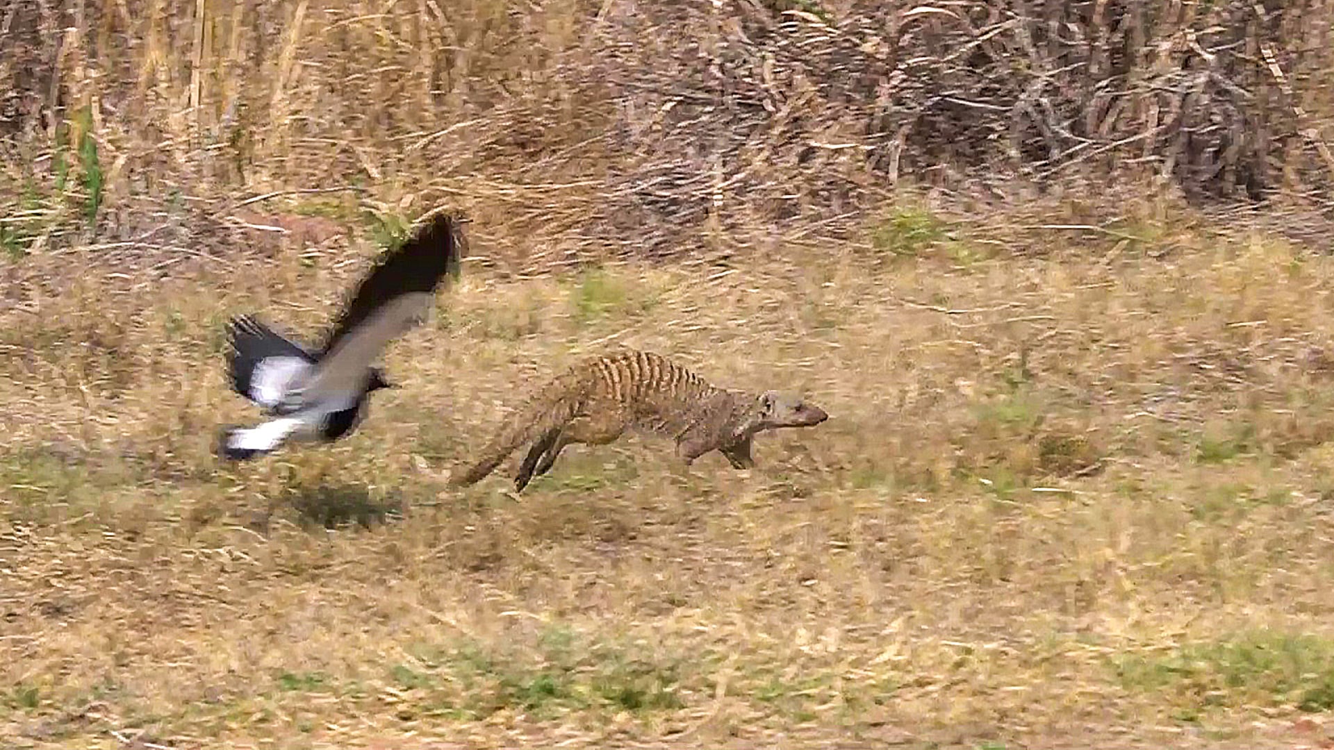 Lapwings Swoop Down and Attack a Lone Mongoose