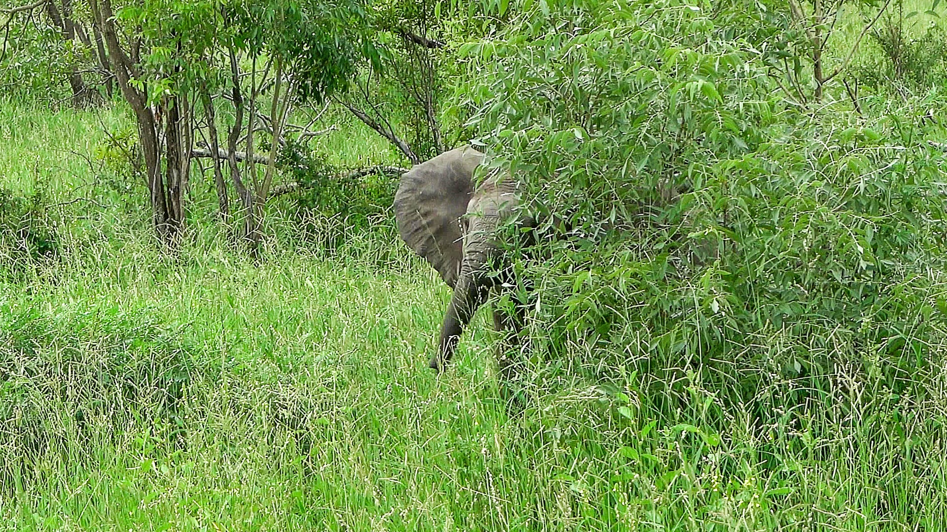 Adorable Baby Elephant Plays Hide and Seek