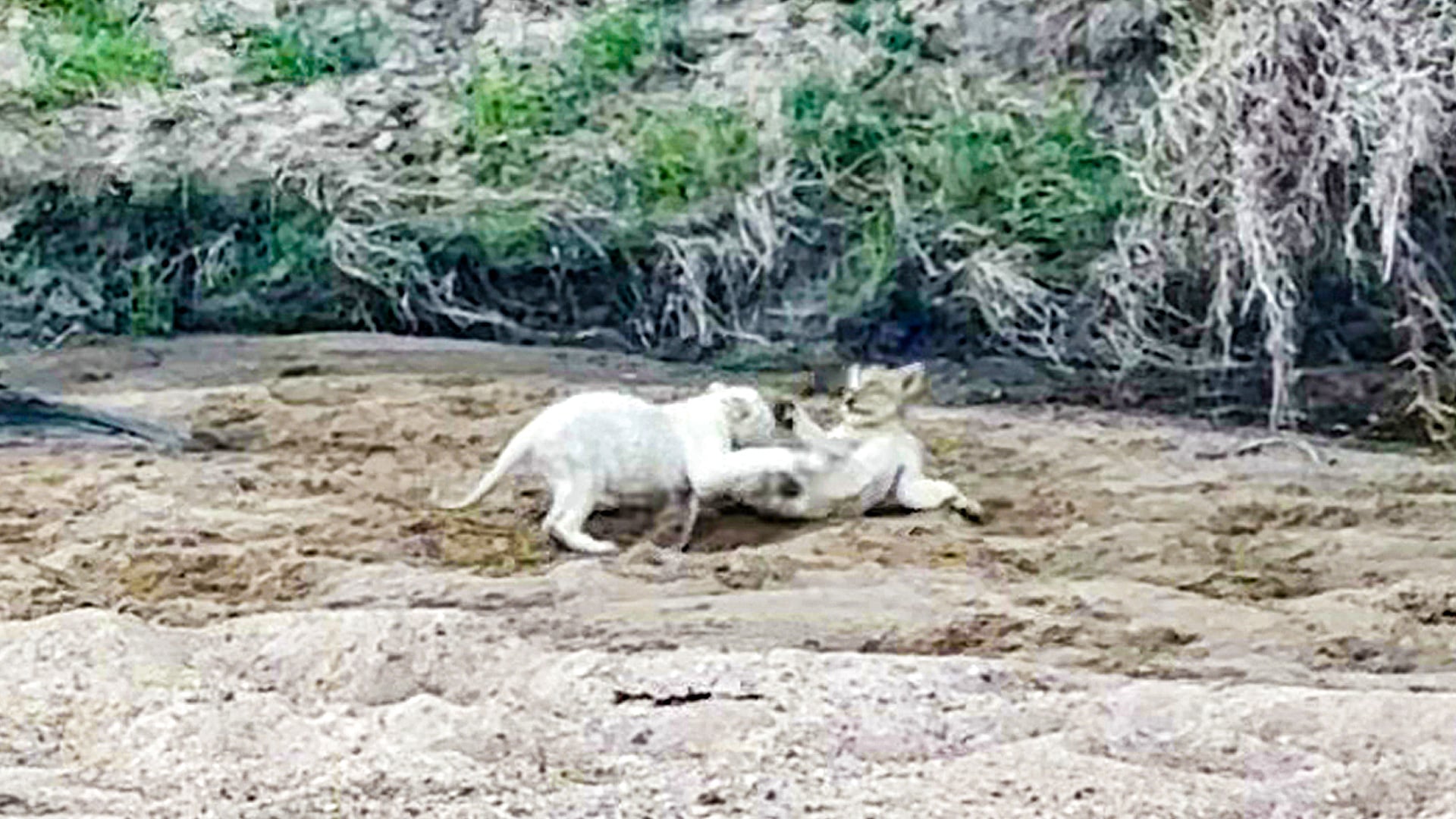 White Lion Cub Wrestles with Sibling in the River Bed 