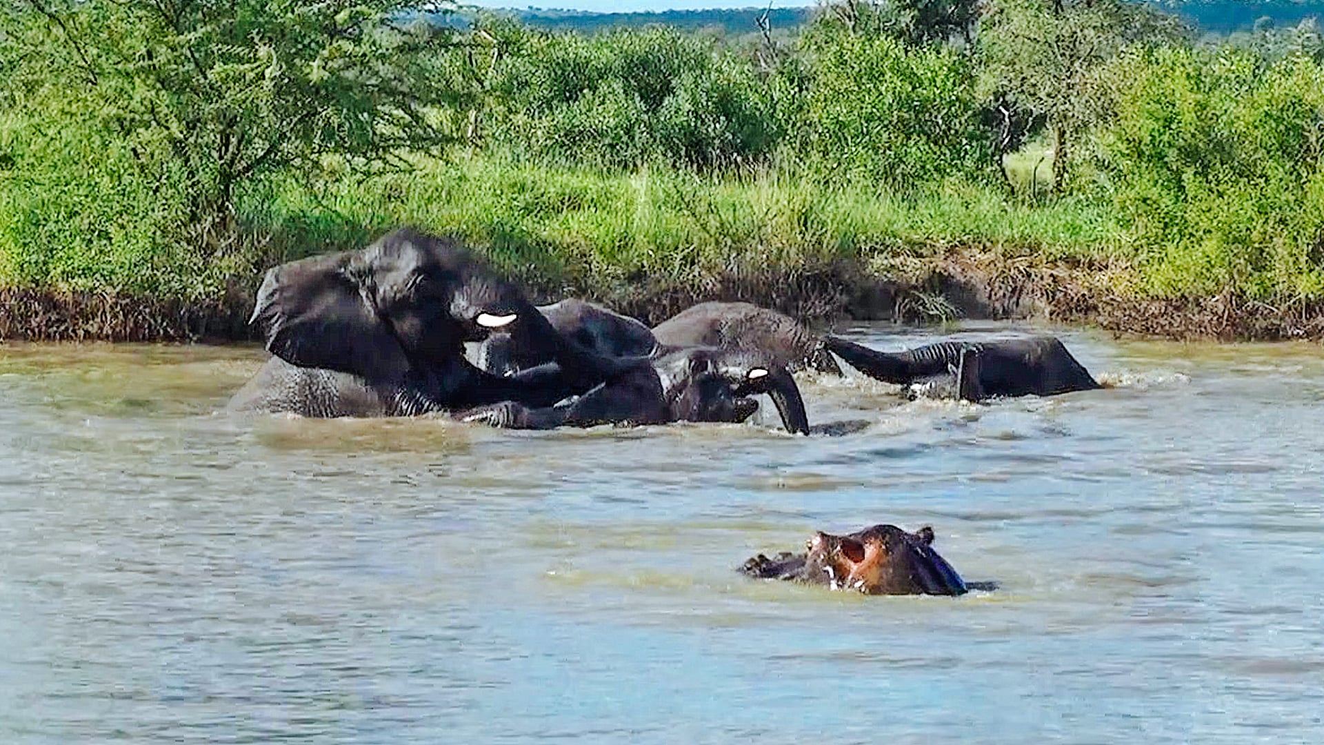 Playful Elephants Go for a Swim
