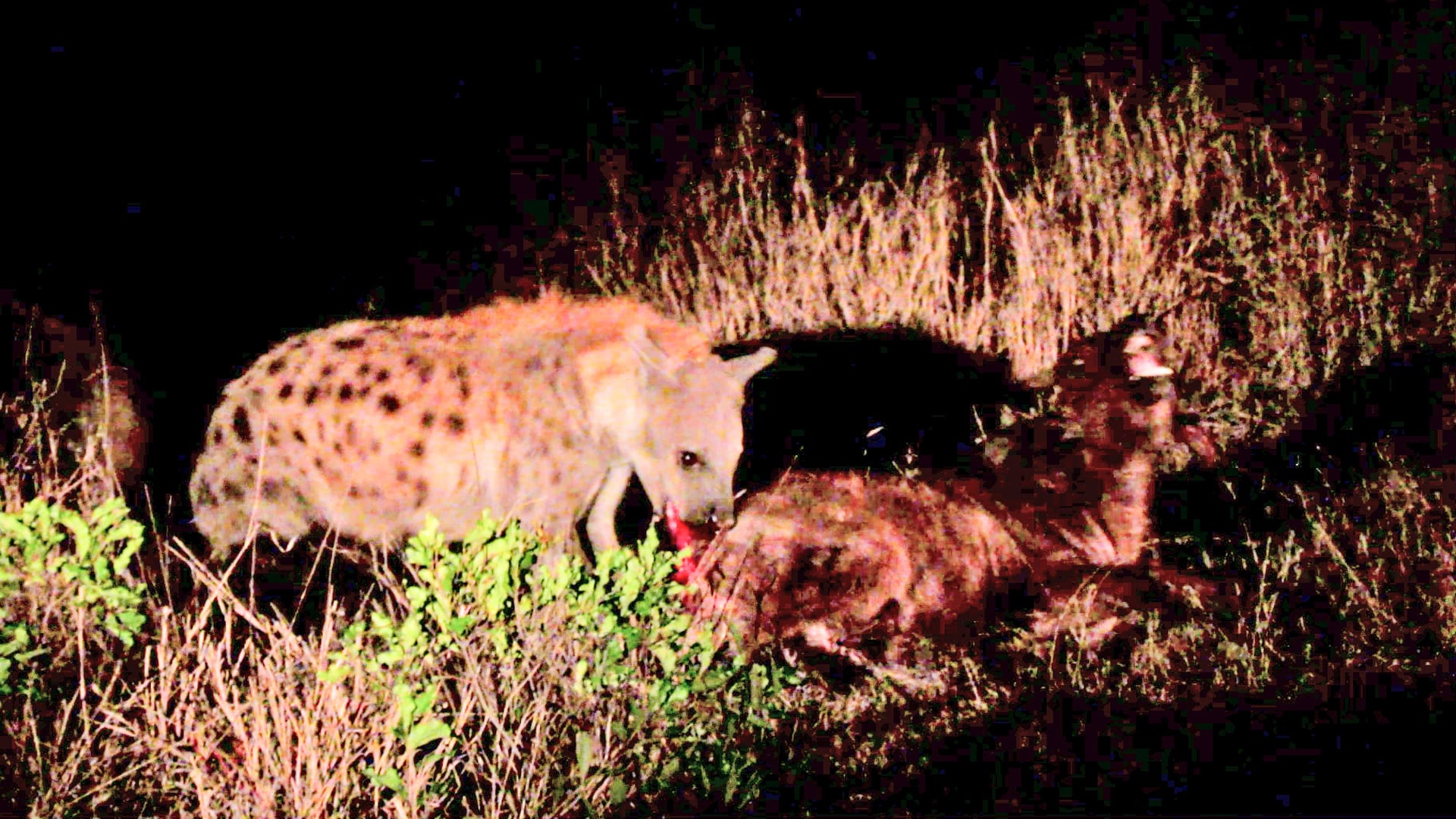 Defenseless Buffalo Calf Gets Hounded by Hyenas
