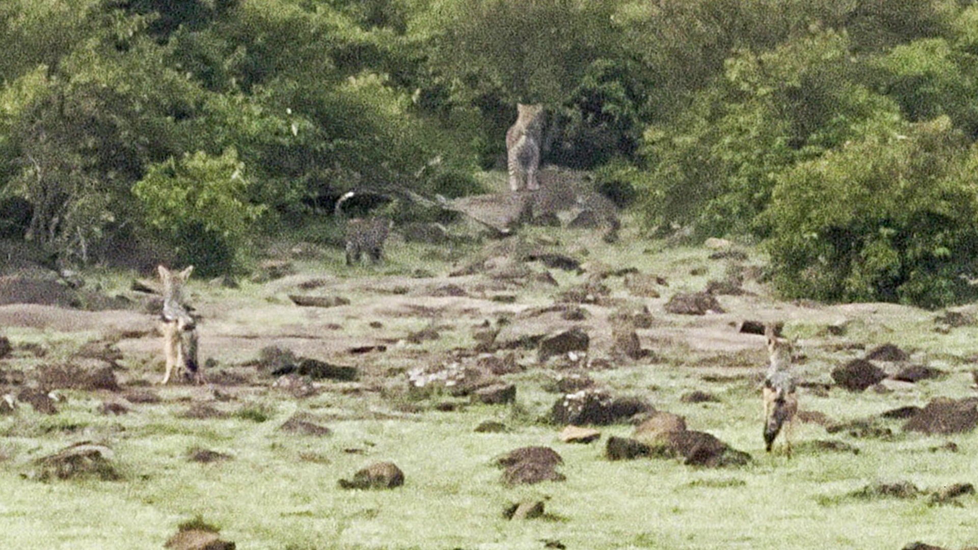 Brave Jackals Stand Their Ground Against Leopards