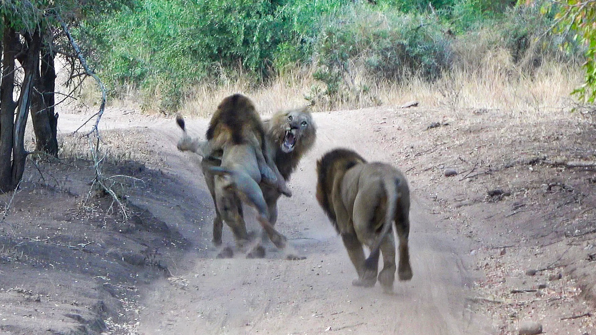 Male Lions Catch a Lone Rival in the Road