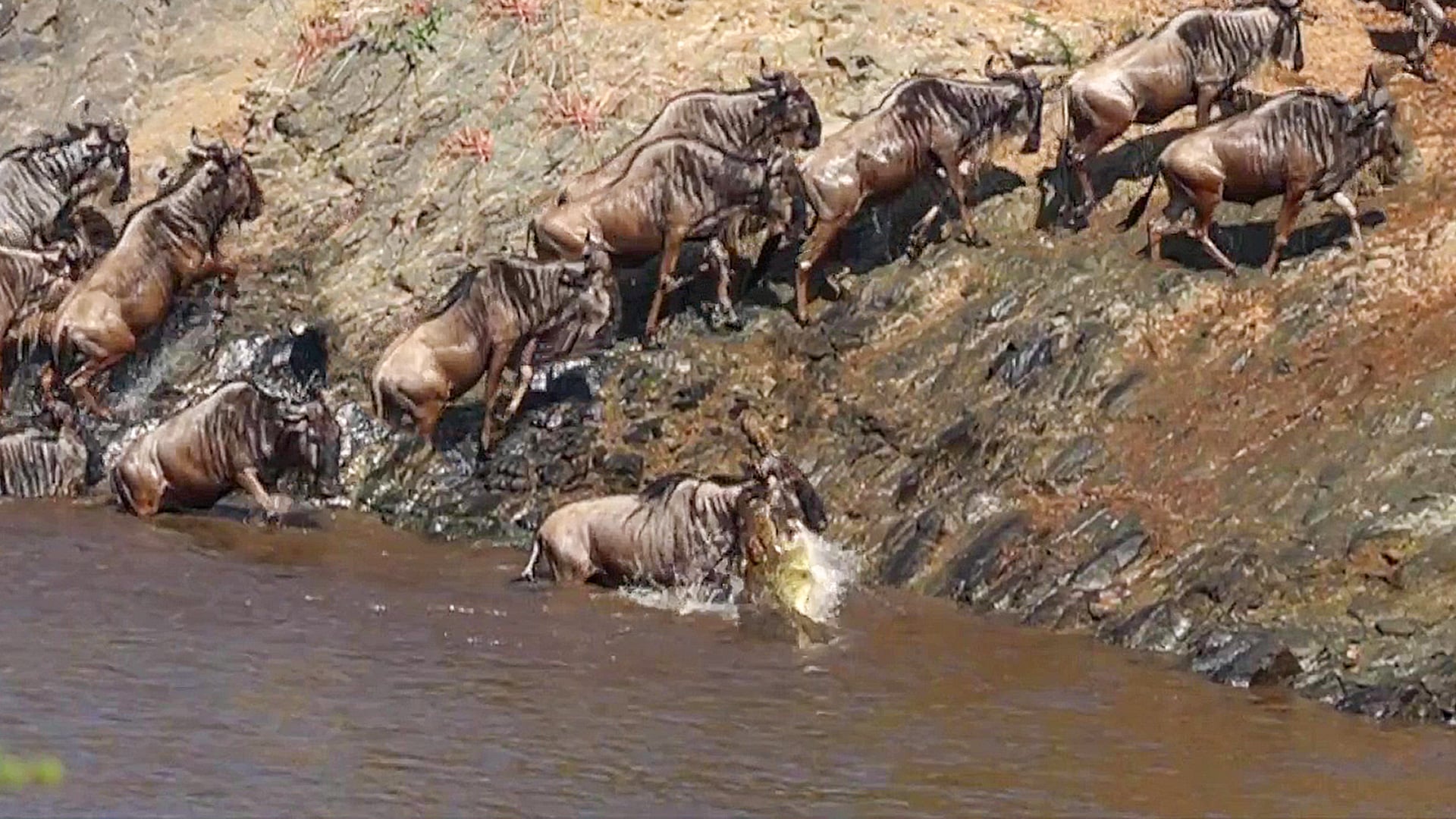 Wildebeest Gets Caught While Crossing Croc-Infested Waters