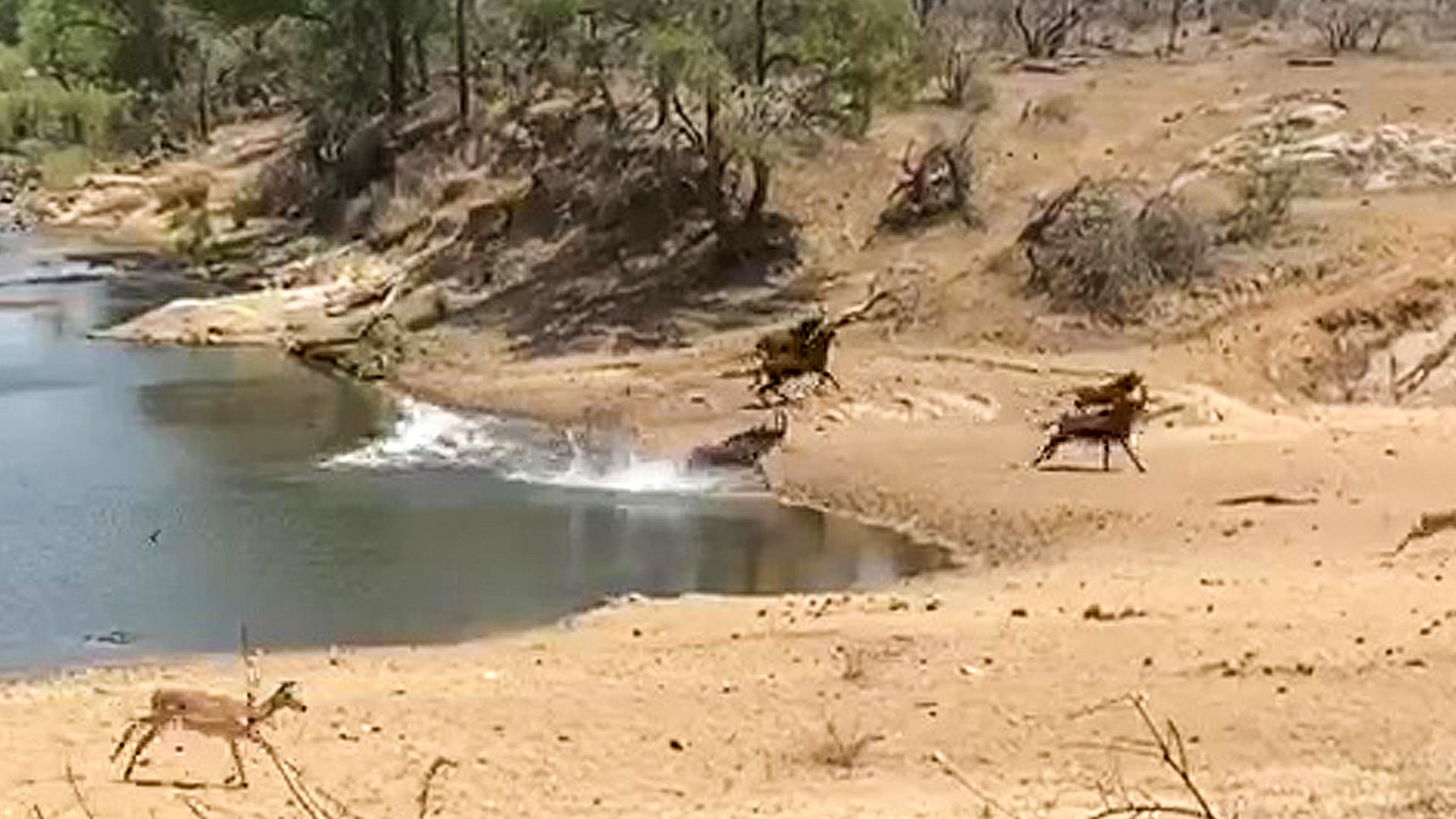 Crocodile Ambushes Sable Antelope at Waterhole and Grabs One