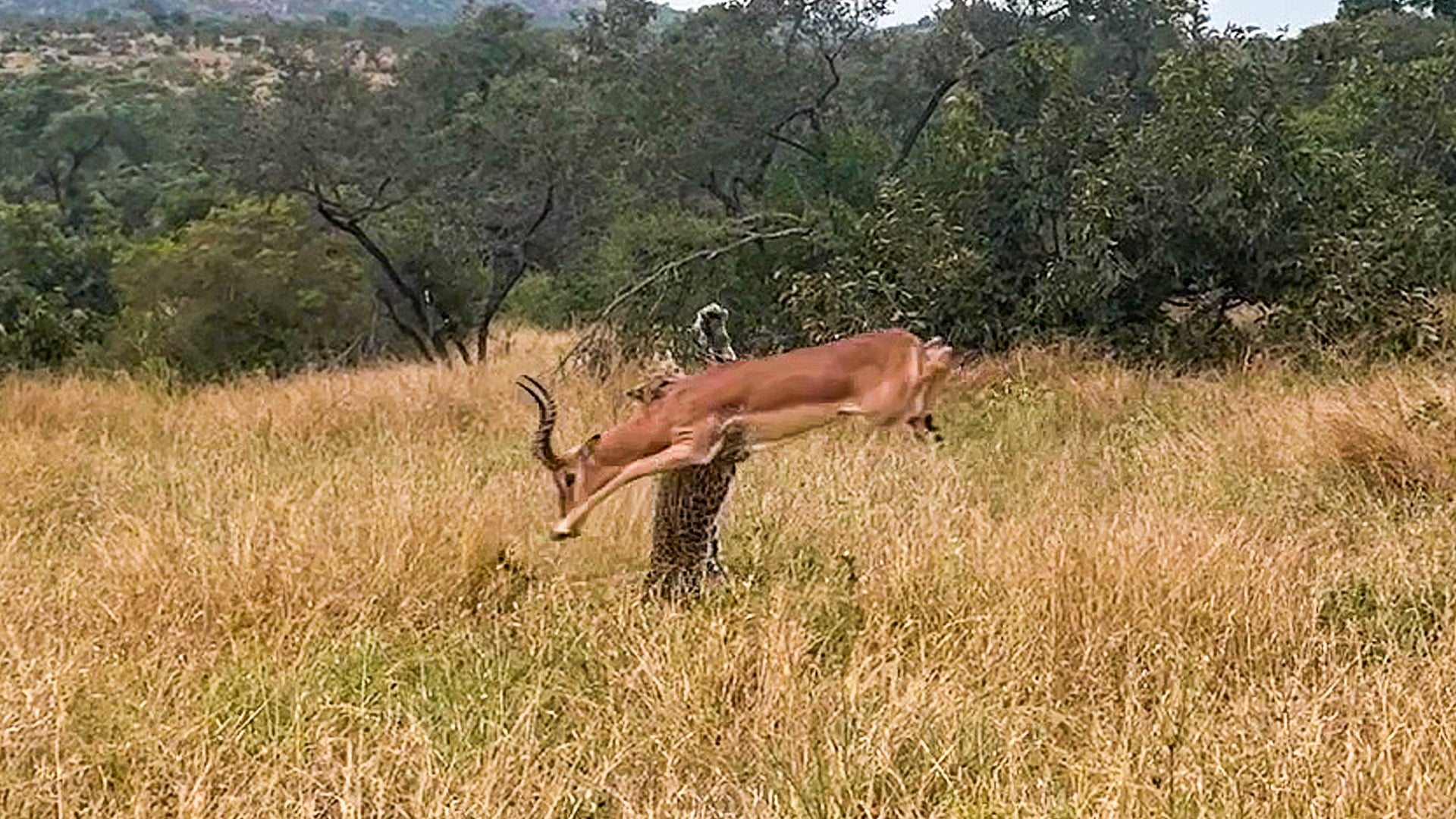 Impala Stumbles Into Perfectly Hidden Leopard Lurking In Tall Grass