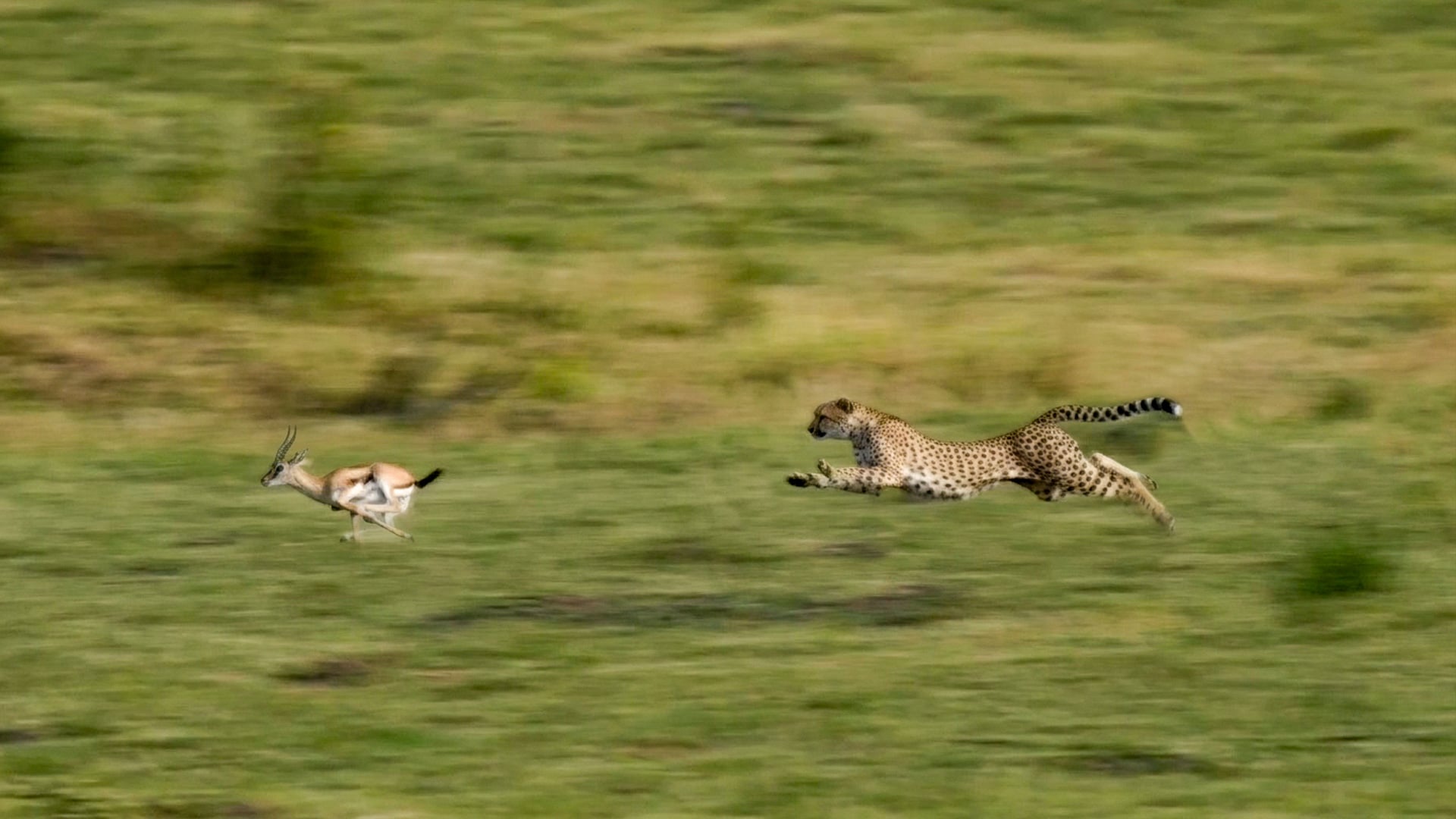 Cheetah Sprints at Full Speed to Catch a Buck