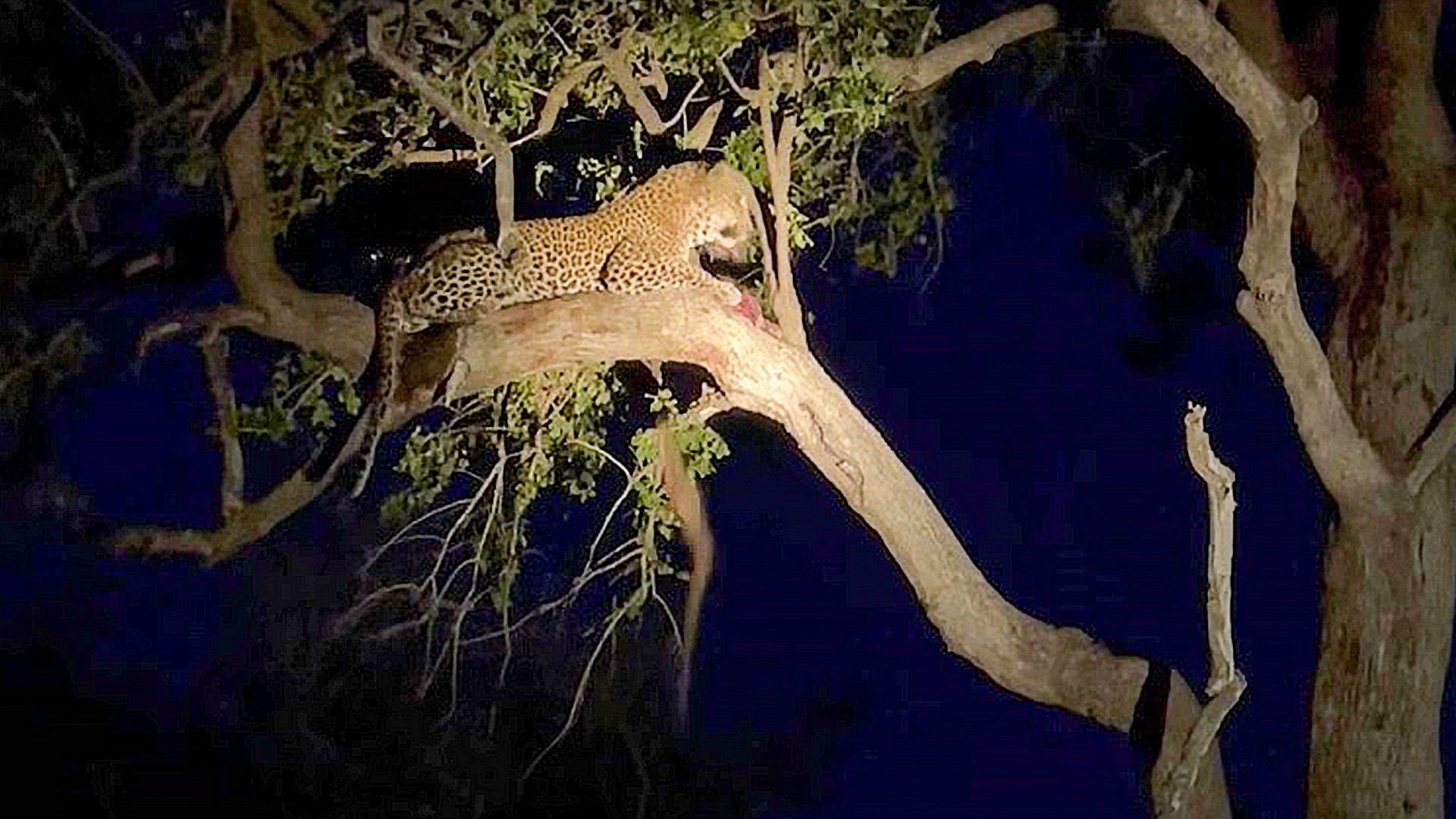 Leopard Drops a Meal and Hyena Steals It