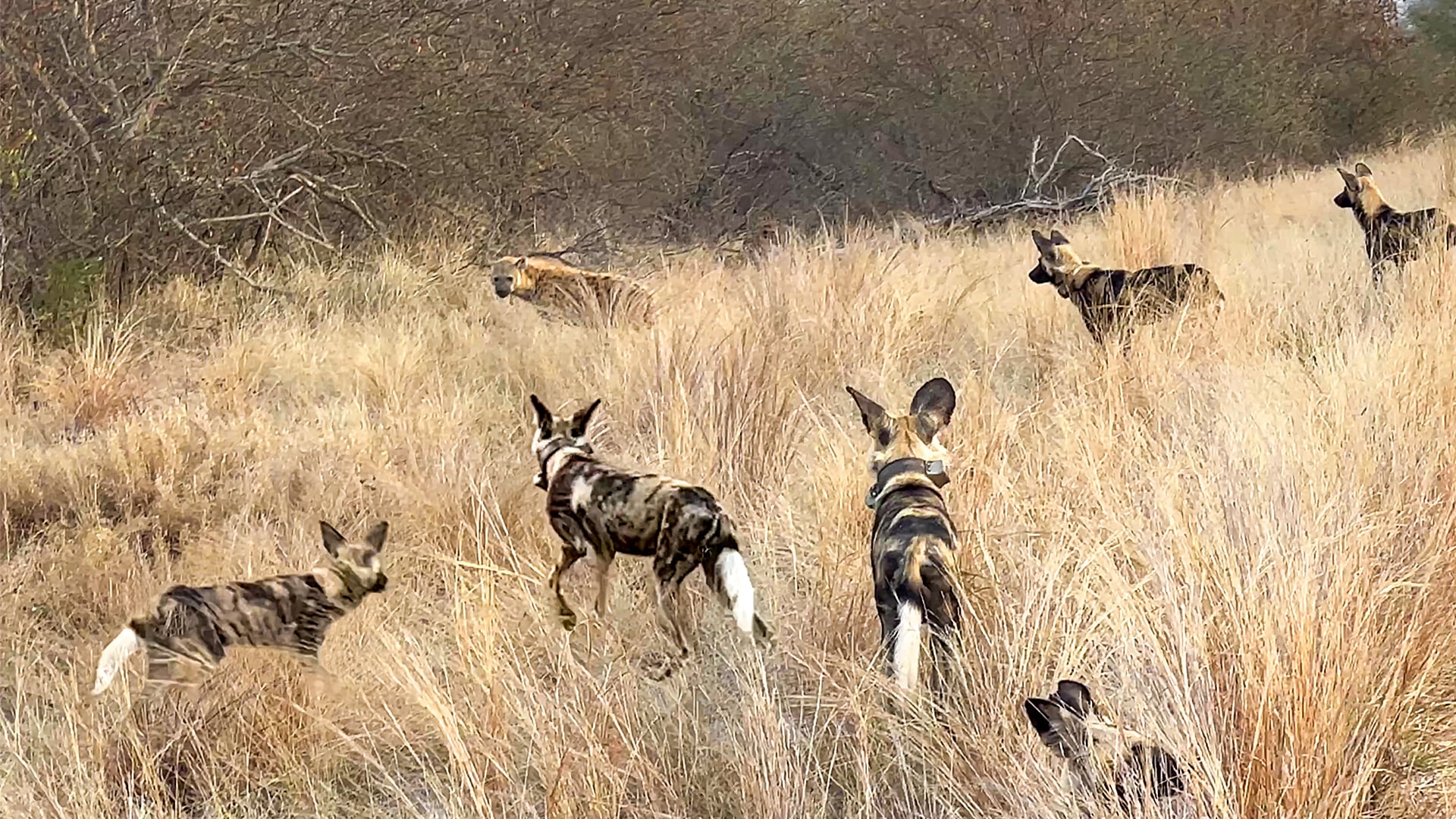 Lone Hyena Surrounded by a Pack of Wild Dogs