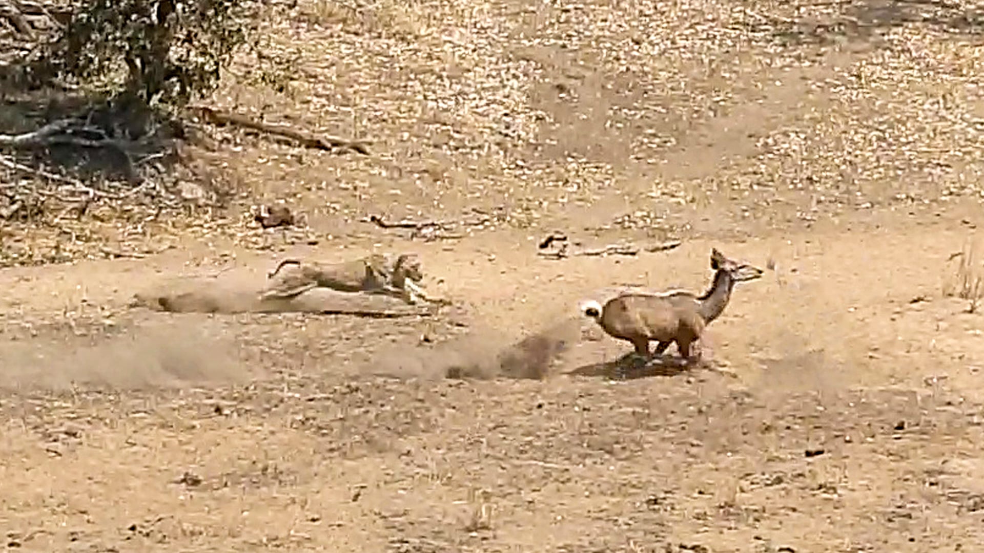 Lion Chases Down Kudu and Fails