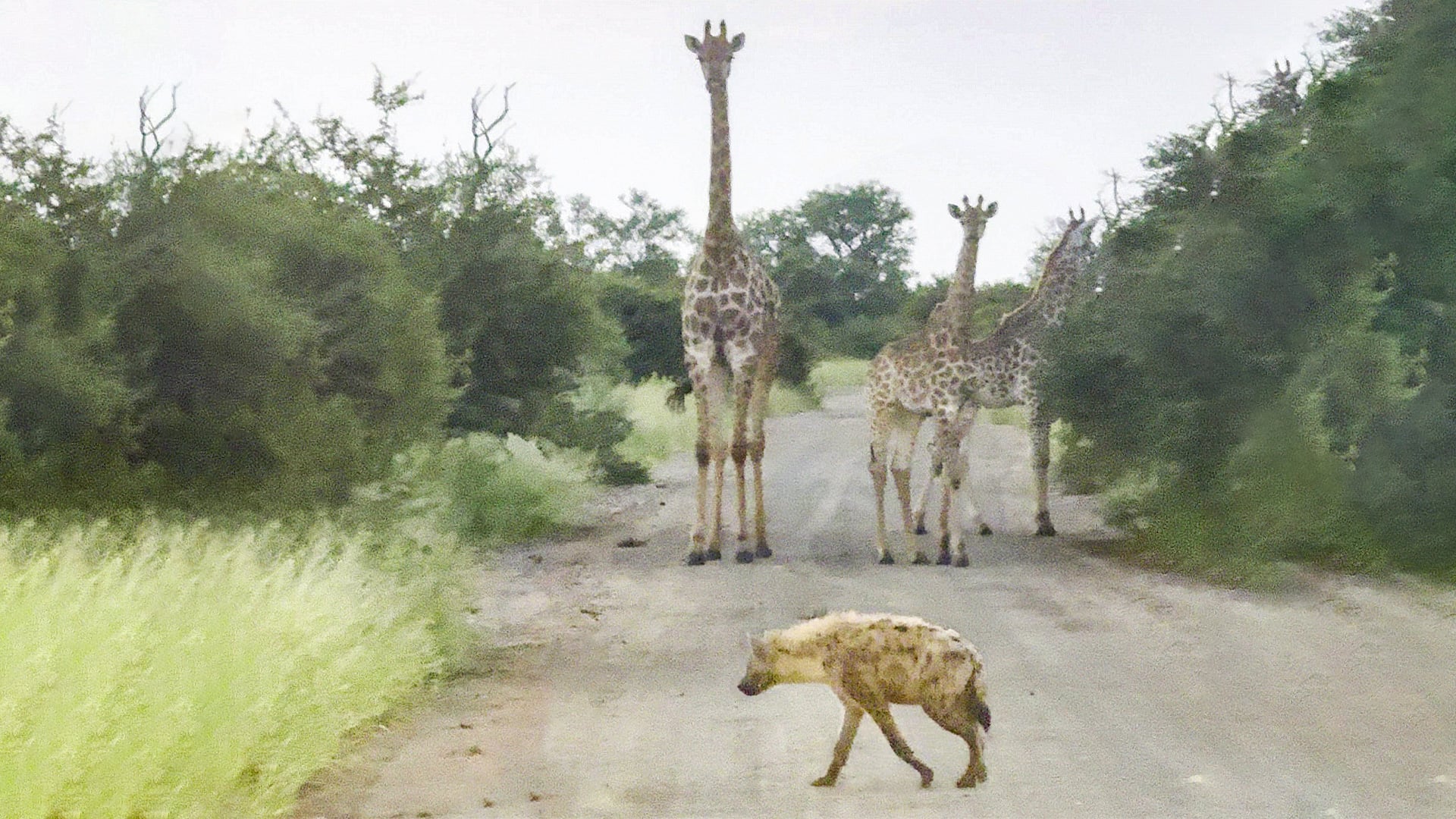 Lone Hyena Thinks He Can Take On a Herd of Giffares on His Own