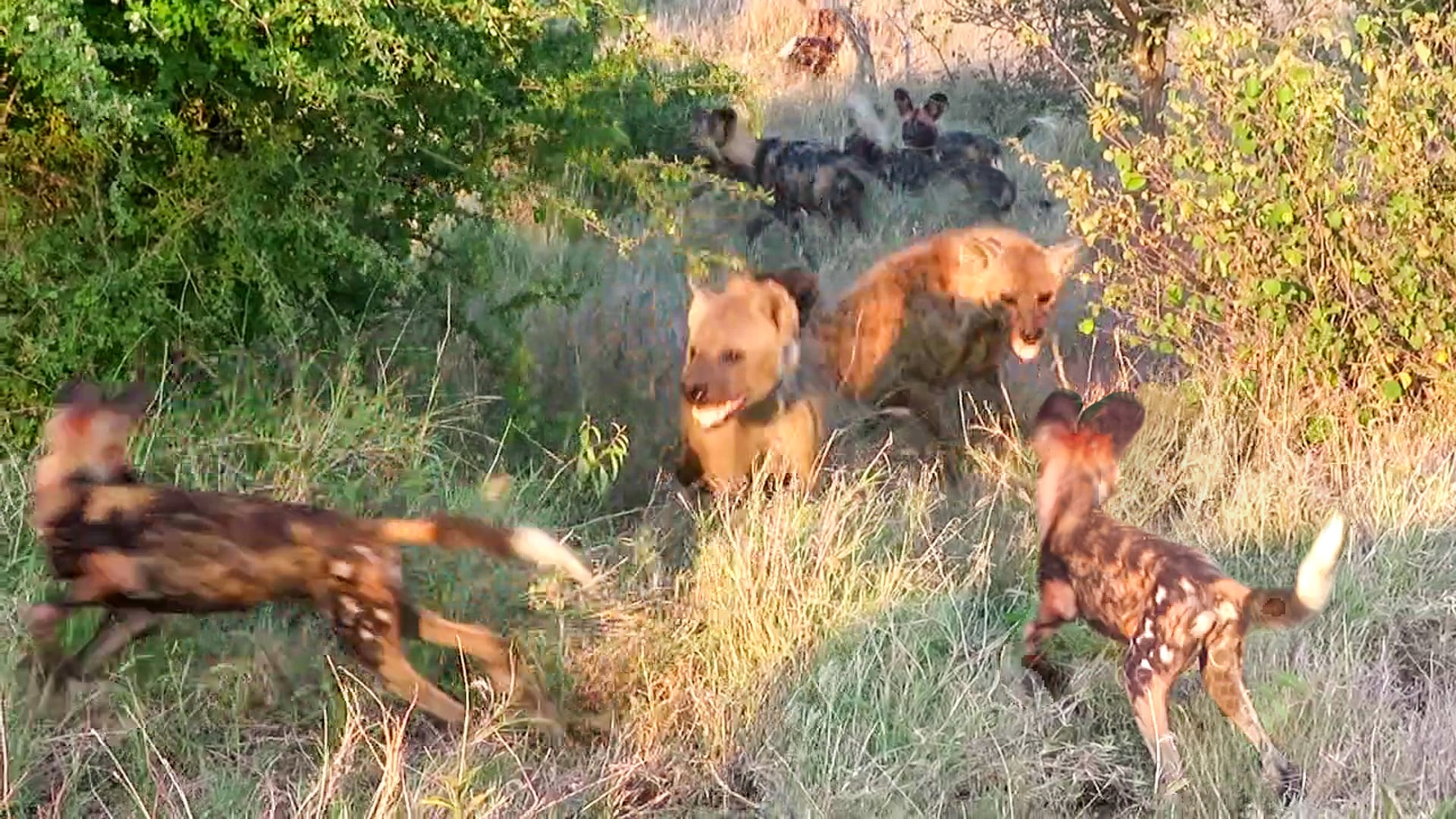 Pack of Wild Dogs Surround a Hyena