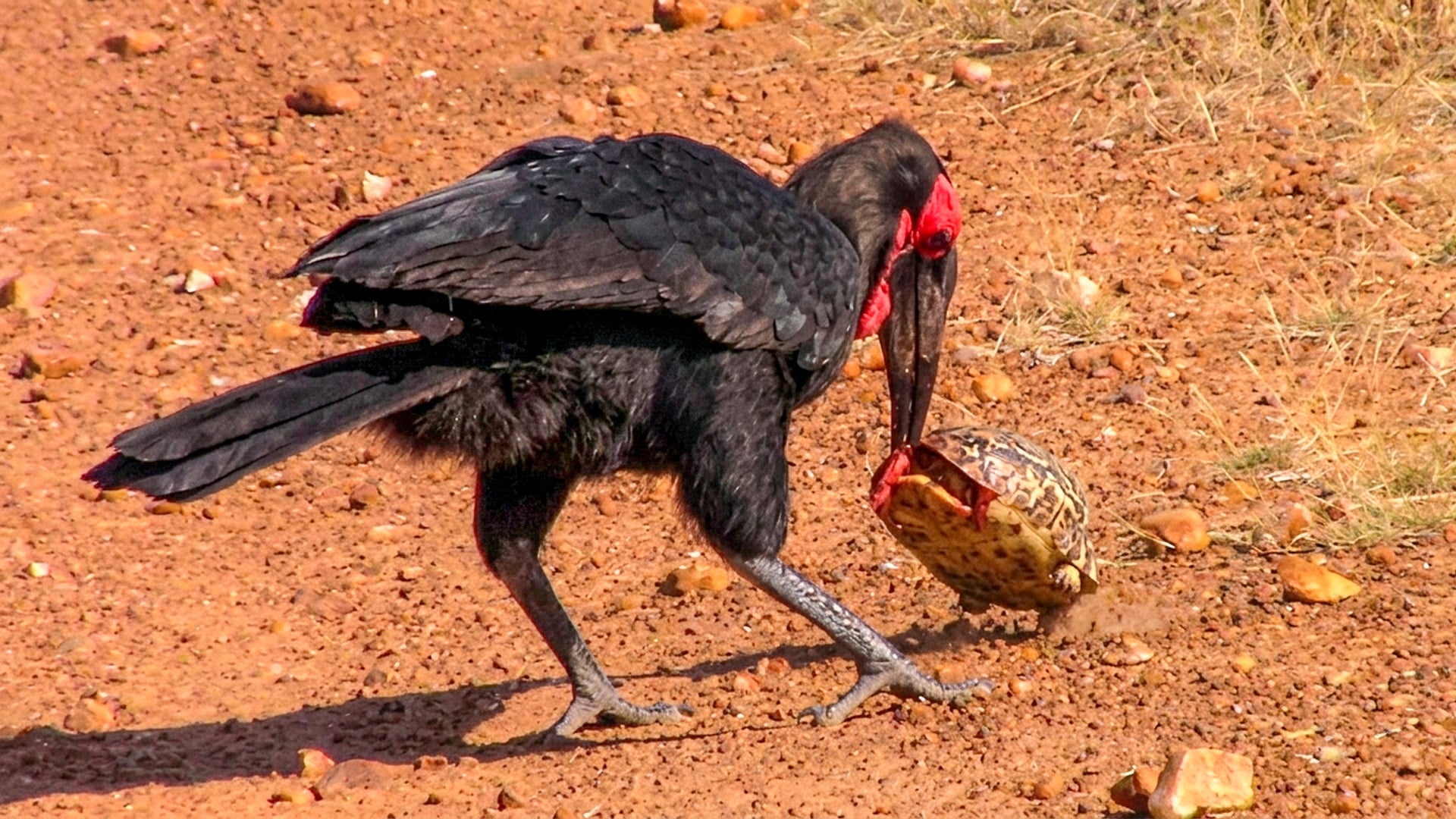Helpless Tortoise Attacked by Ground Hornbills