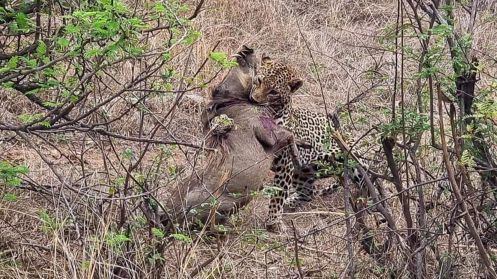 Leopard Wrestles a Helpless Warthog