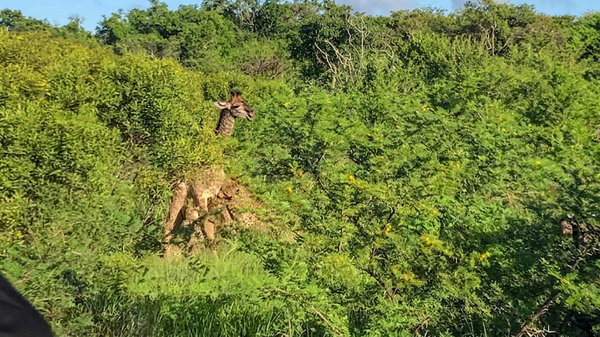 Watch This Cheetah Duo Bring Down a Giraffe In Rare Hunt