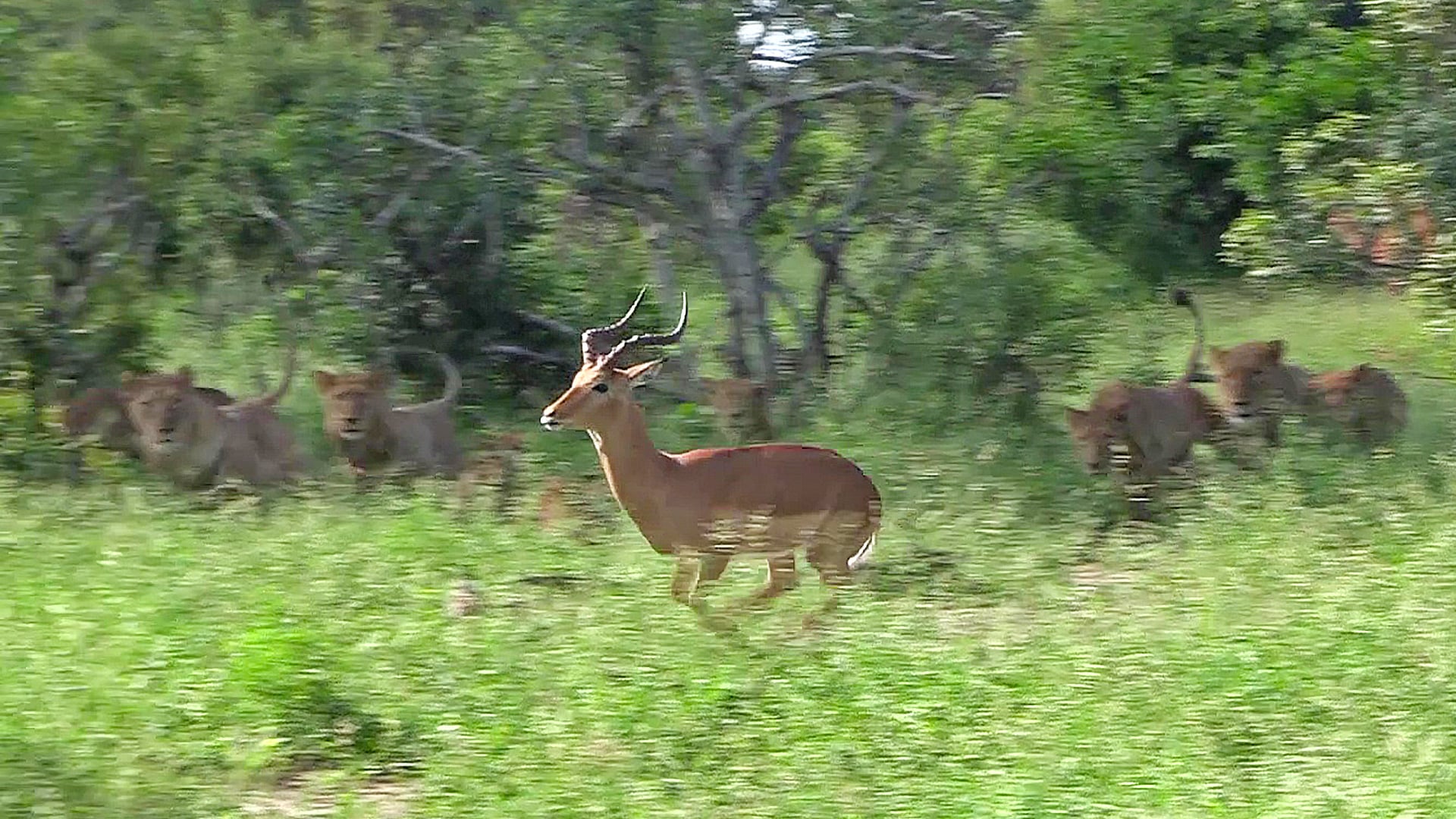 Agile Impala Escapes a Huge Pride of Lions