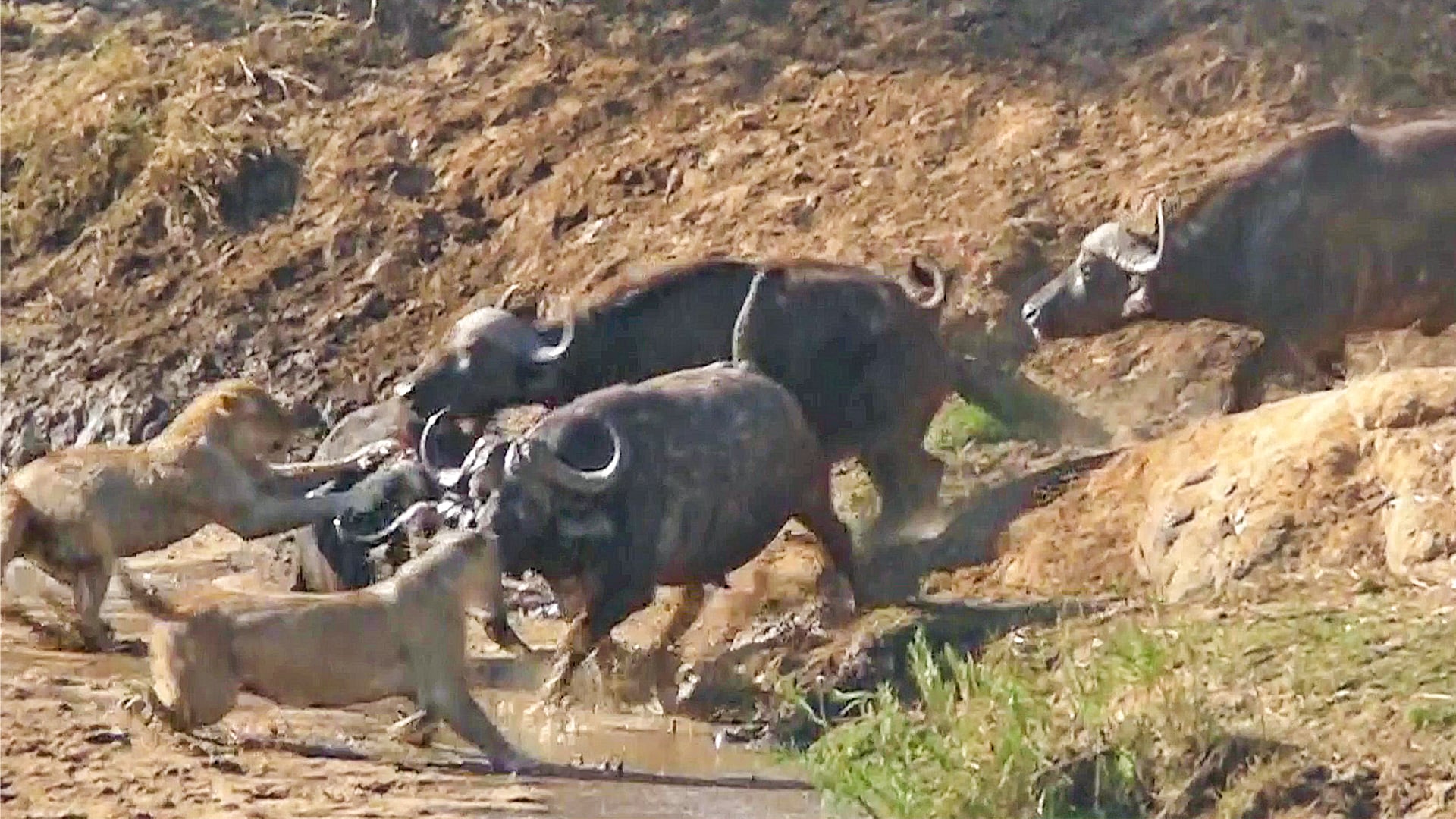 Lions Try to Ambush a Huge Buffalo Herd 