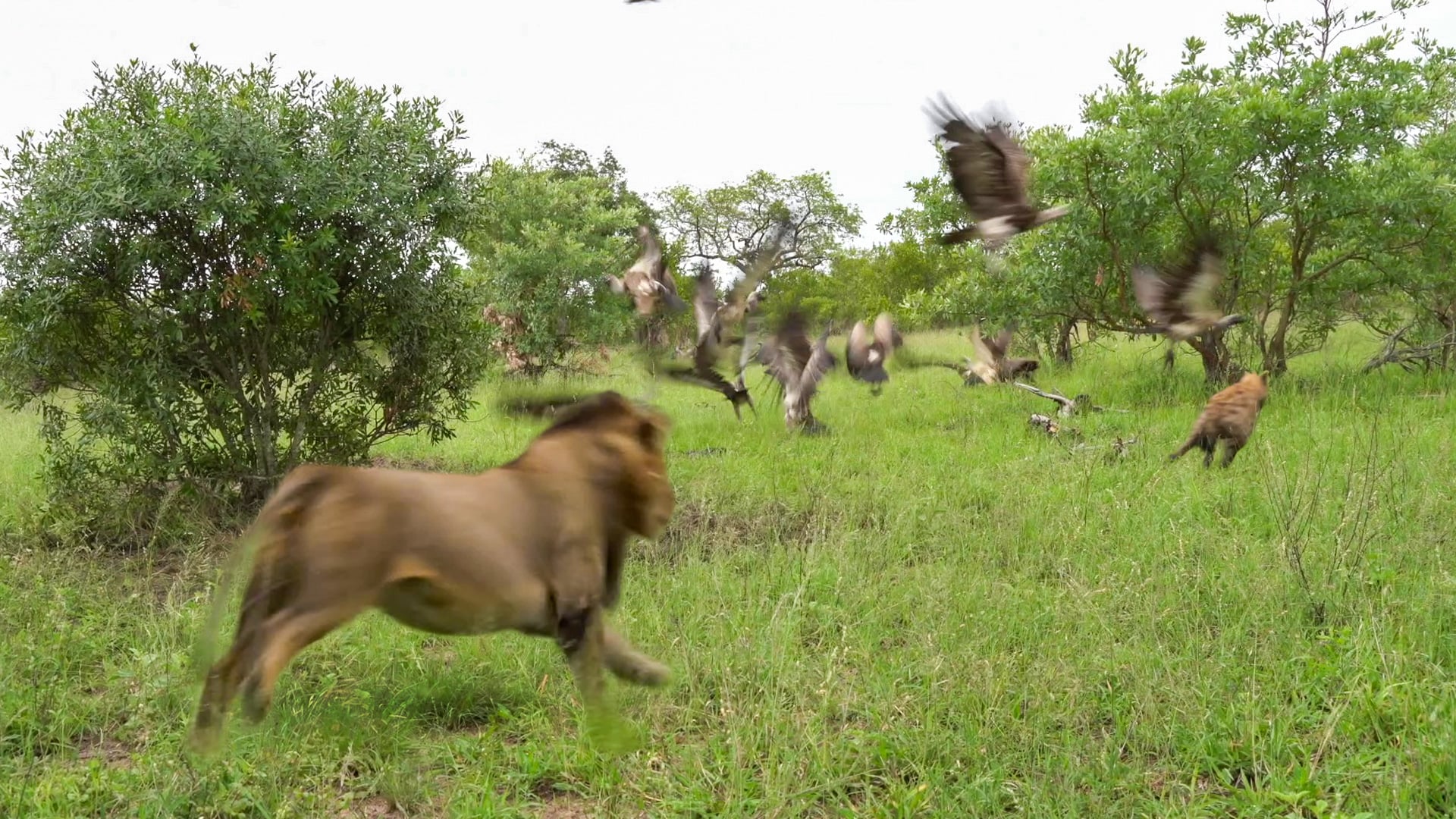 Male Lions Fend off Hyenas and Vultures to Protect Their Meal