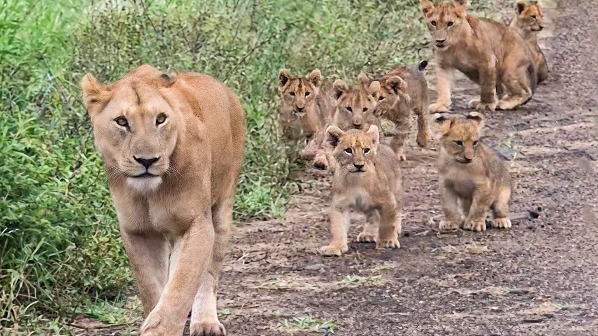 Adorable Lion Cubs Run Wild on the Road Behind Their Mom