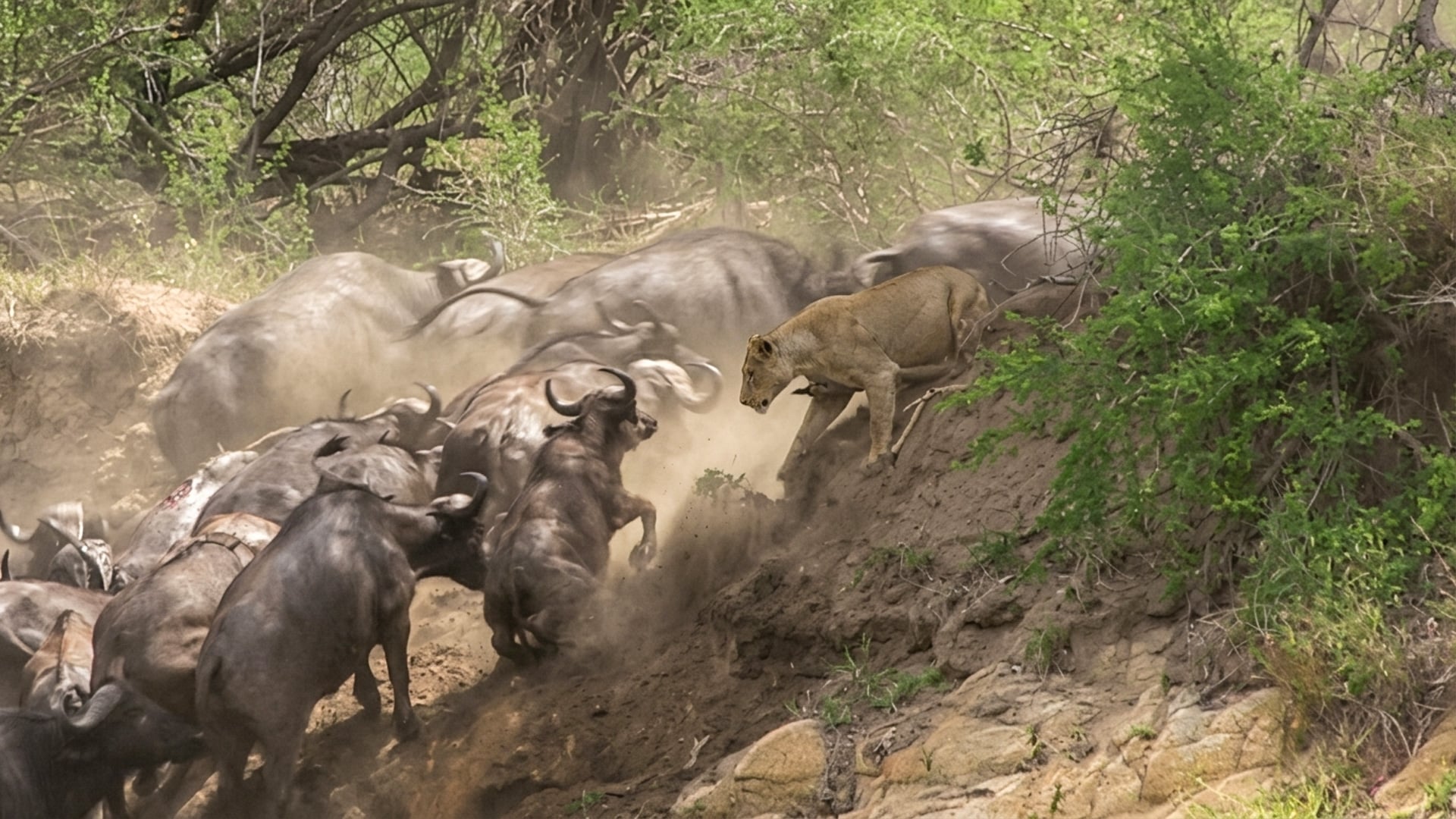Lions Try Attacking an Entire Buffalo Stampede