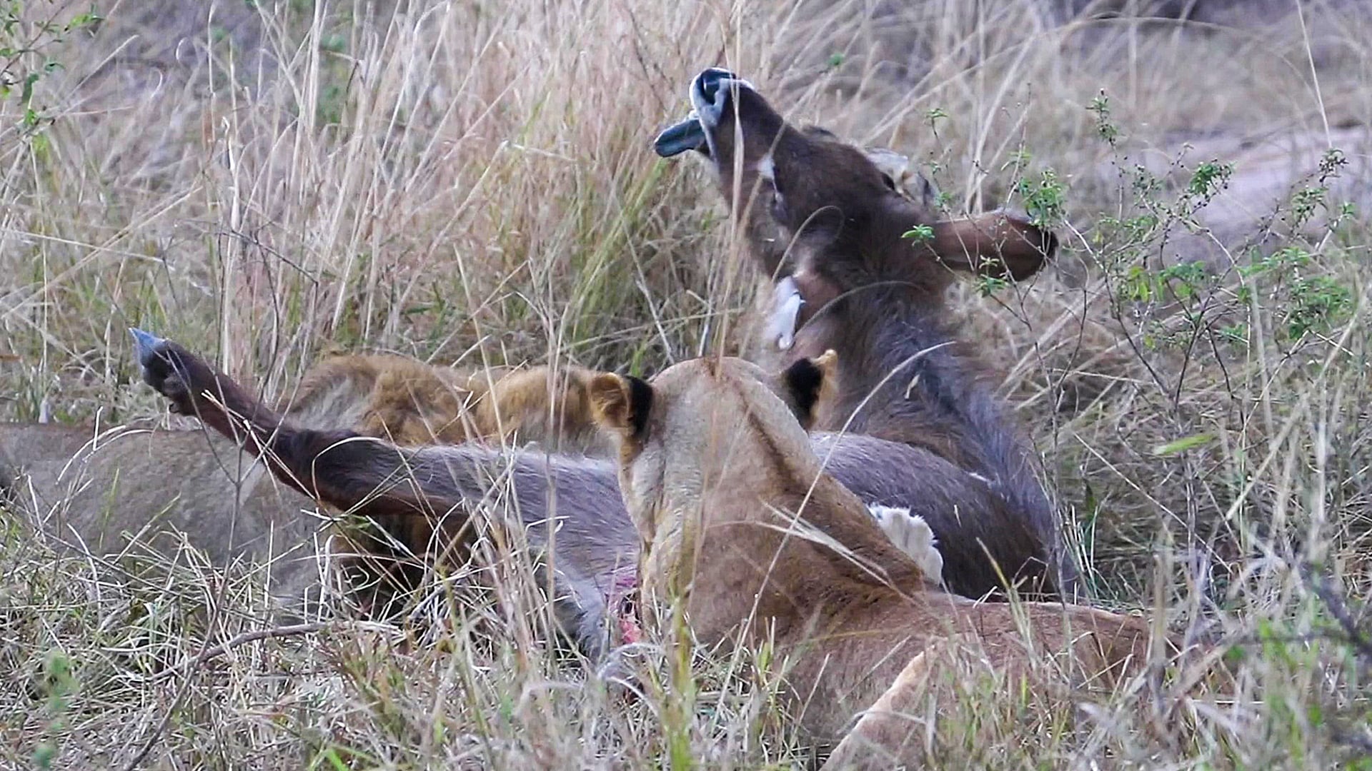 Lions Ambush Unsuspecting Waterbuck 