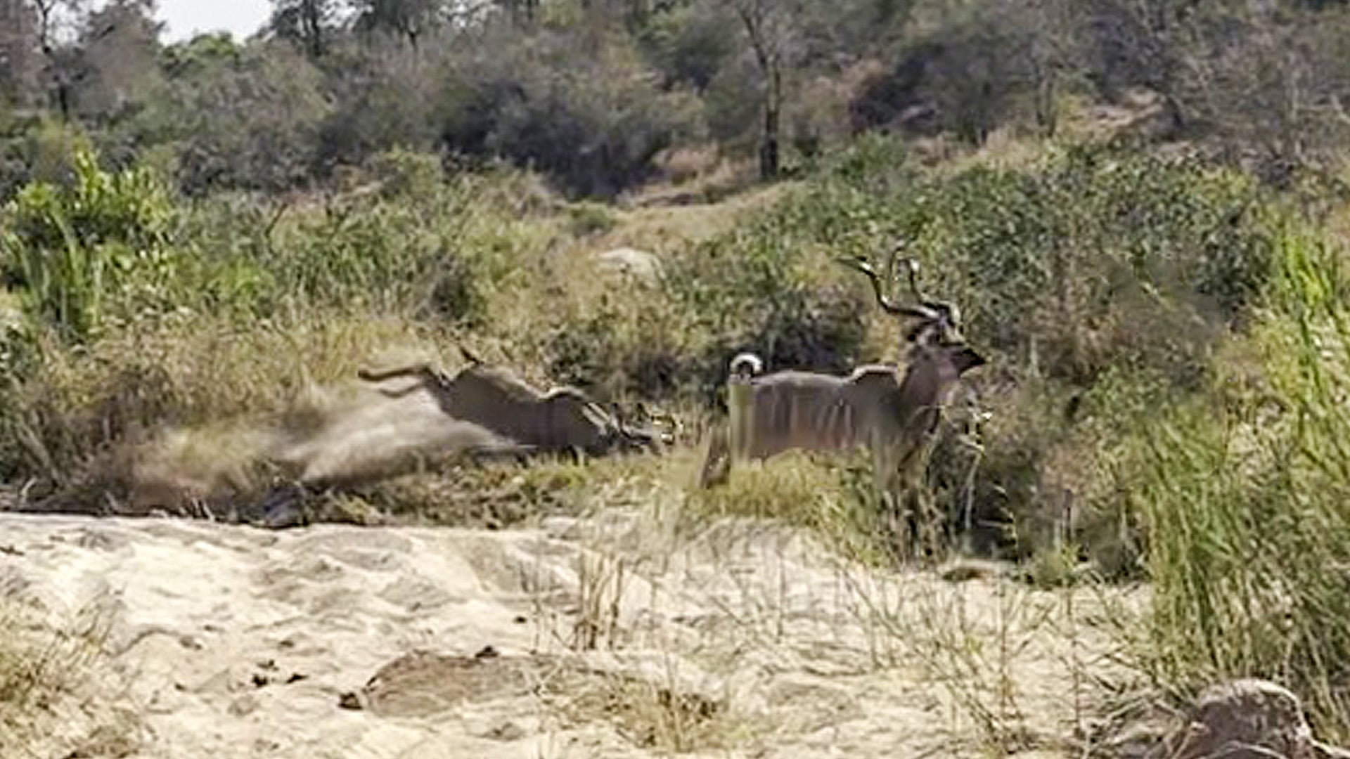 Helpless Kudu Slips Up As Lioness Closes In
