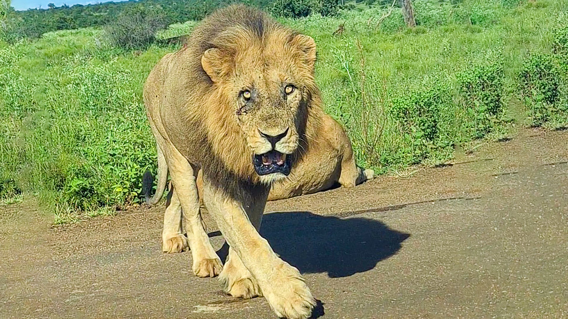 Mr Grumpy the Lion Gets a Big Fright on the Road