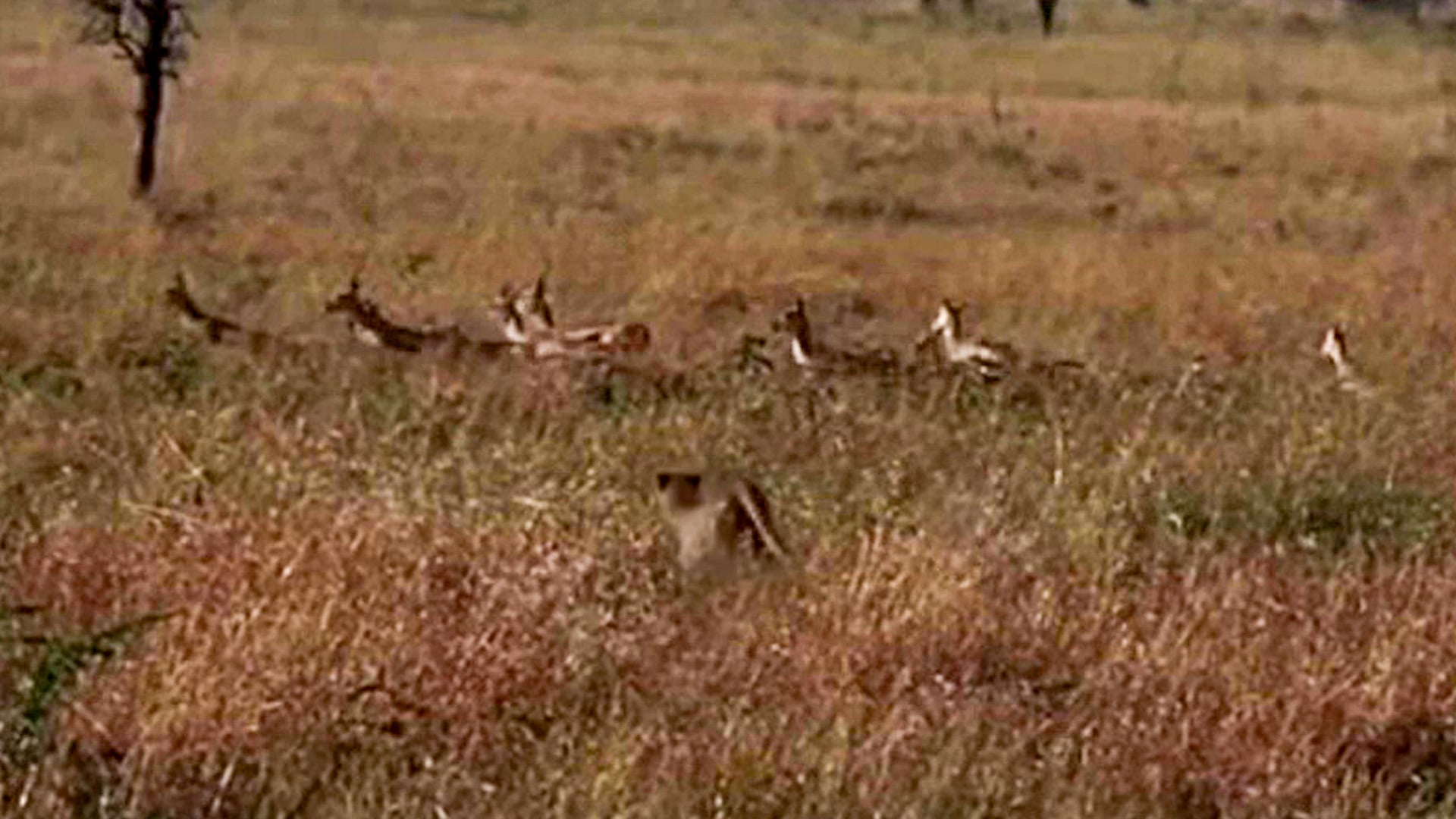 Cheetah Takes Down Gazelle in the Serengeti