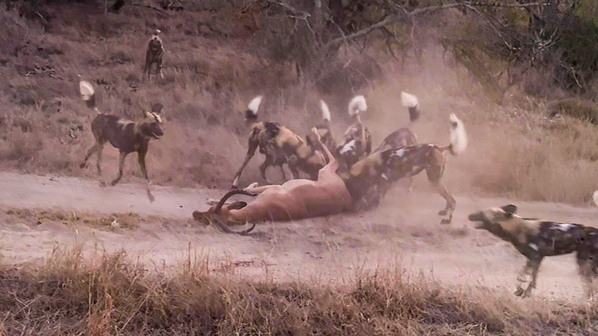 Helpless Impala Swarmed And Taken Down By Relentless Wild Dogs