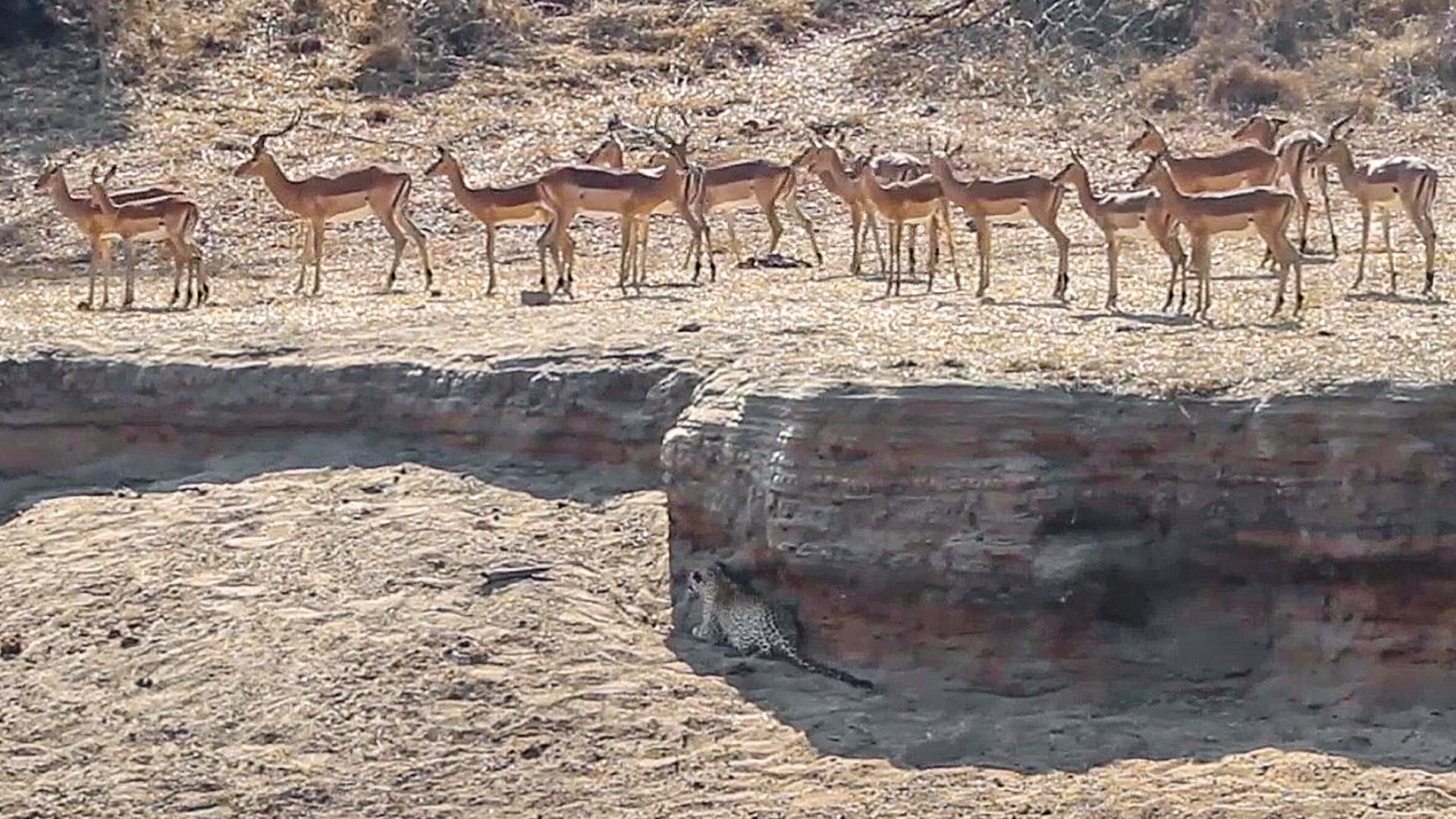 Sneaky Leopard Uses Riverbank To Ambush Impala, But They Escape