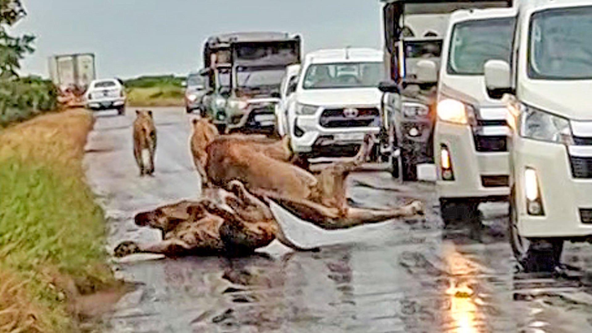 2 Male Lions Slip on the Road and Fight Over a Female