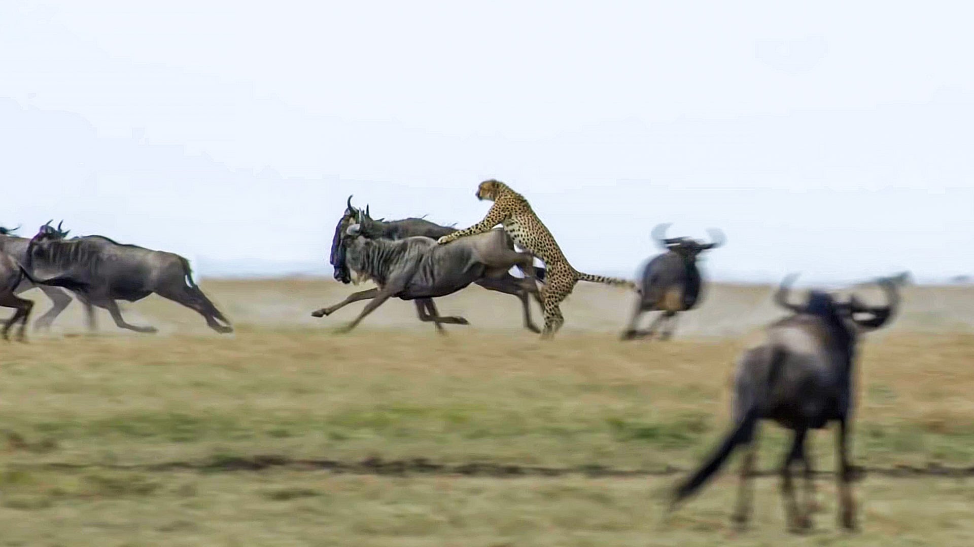 Rare Cheetah Coalition Bring Down a Wildebeest