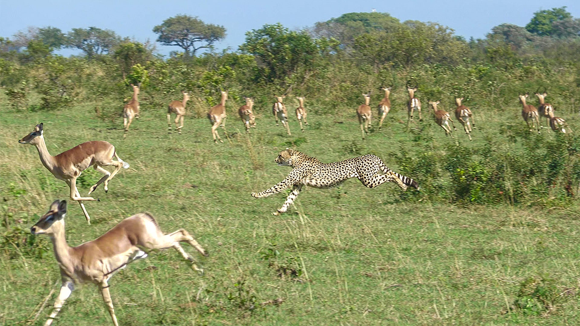 Lightning-Fast Cheetah Ambushes Impala and Chases It Down