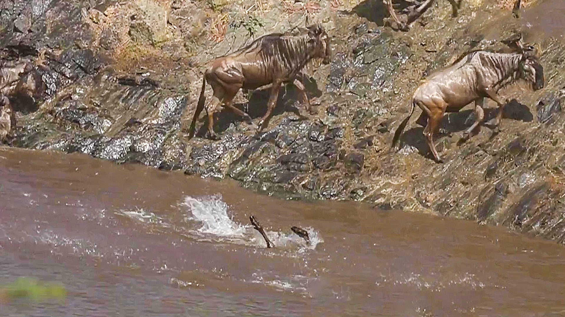 Unlucky Wildebeest Gets Caught in Croc’s Jaws