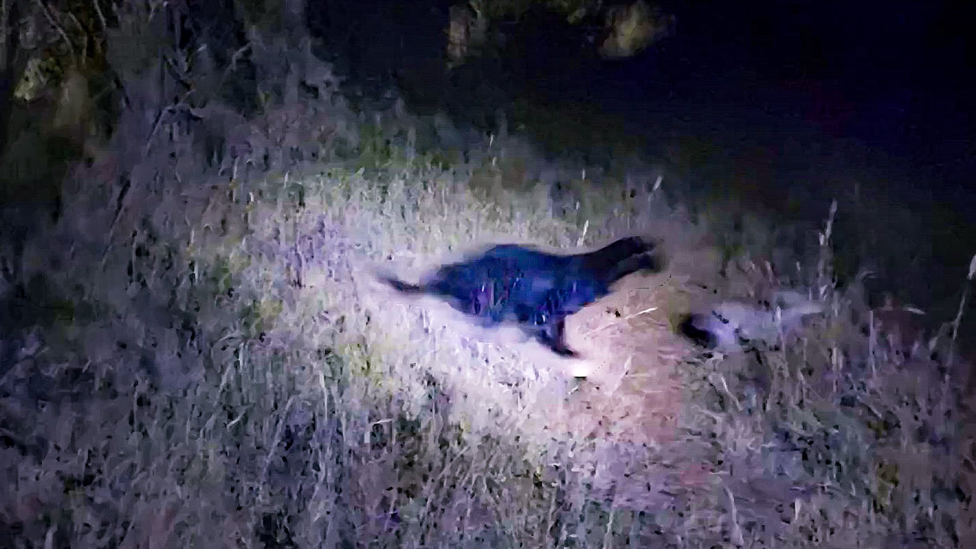 Rare Black Leopard Catches a Lone Dik-dik at Night