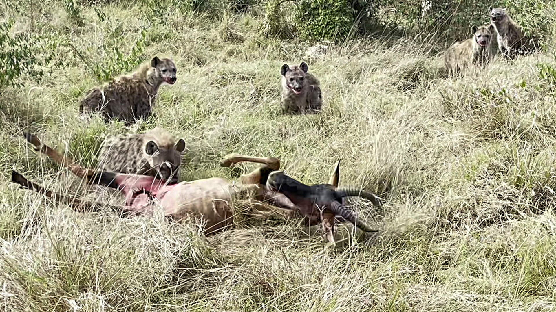 Hyenas Hunt Down Topi