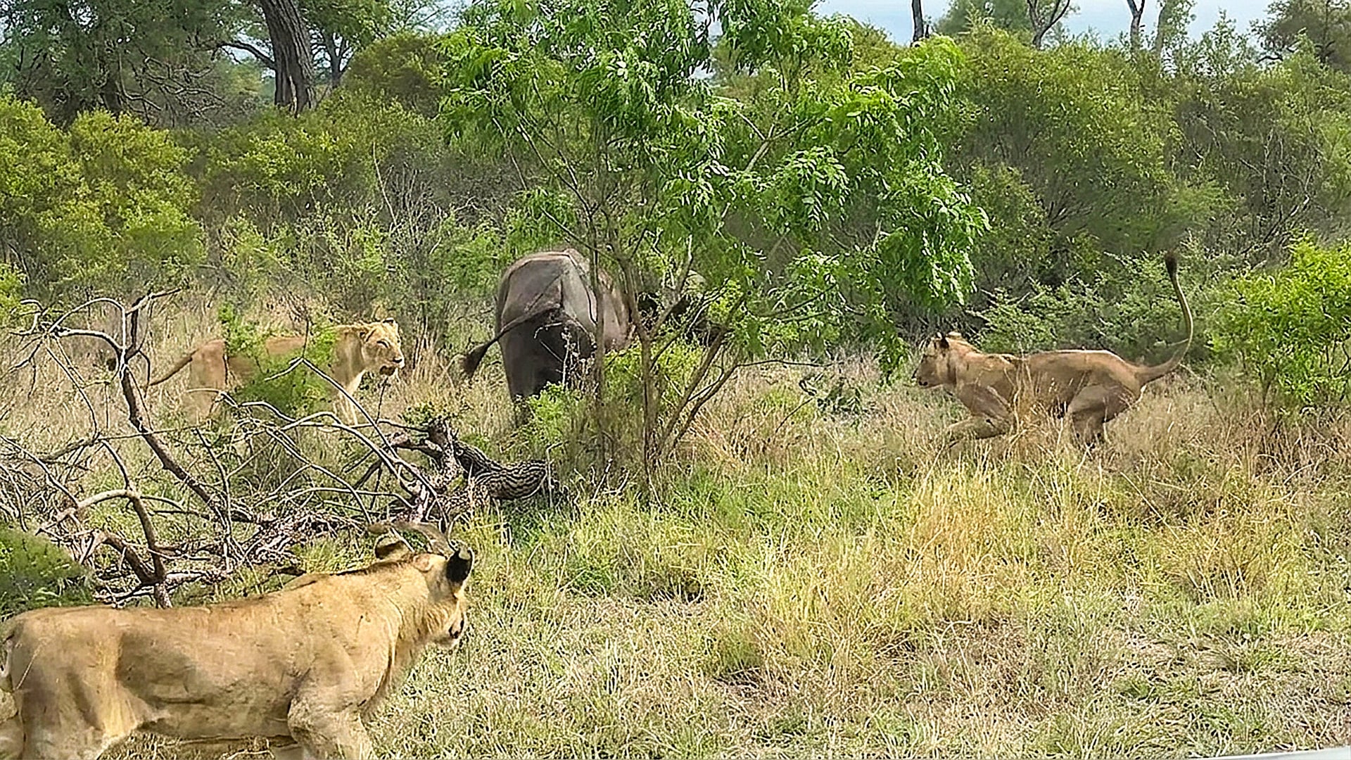 Lions Single Out a Terrified Buffalo from its Herd
