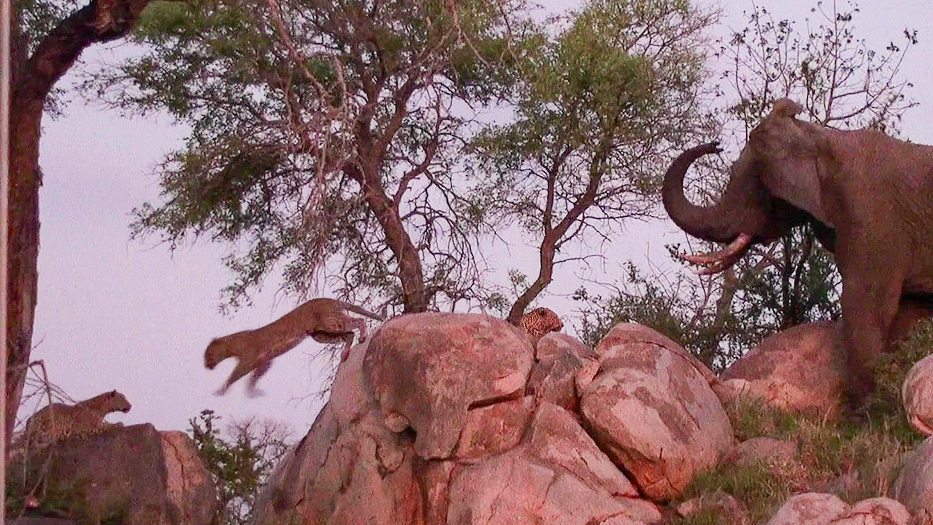 Elephant Chases a Leopard off its Rock