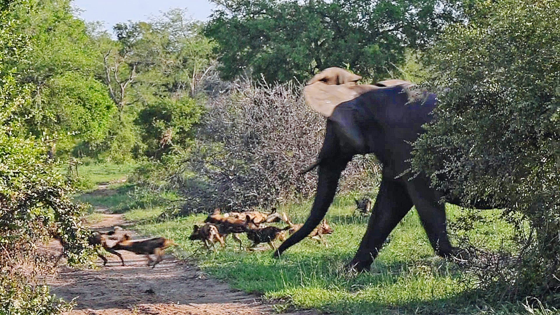 Angry Elephant Herd Chases Wild Dog Pack Down the Road
