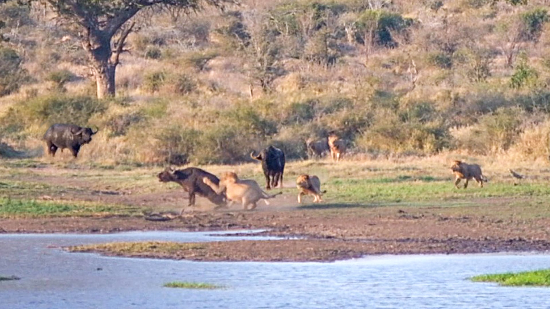 Buffalo Fights For Its Life Against Lions As Friend Rushes To Help