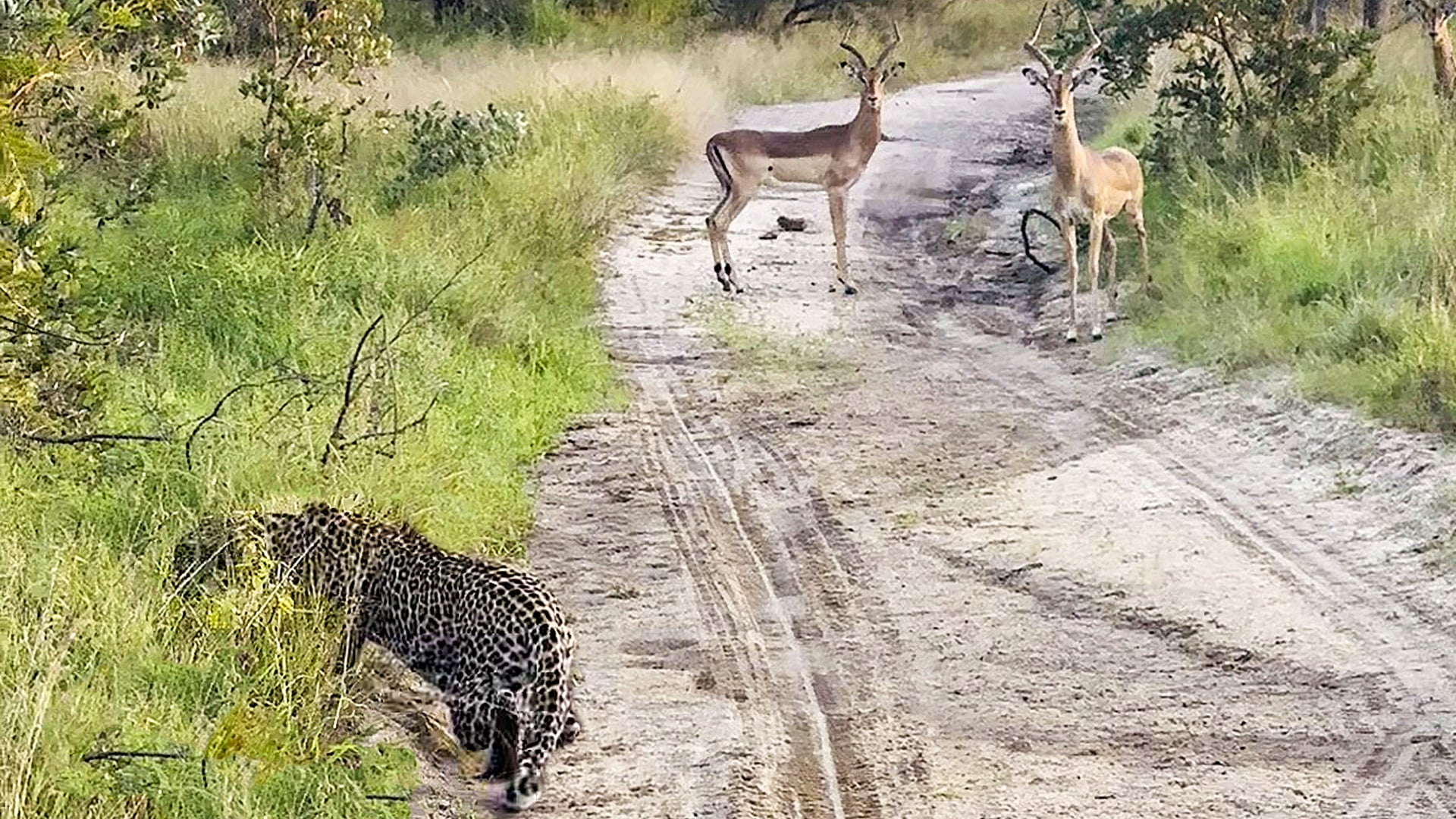 Impalas Scare Off a Leopard with a Glare