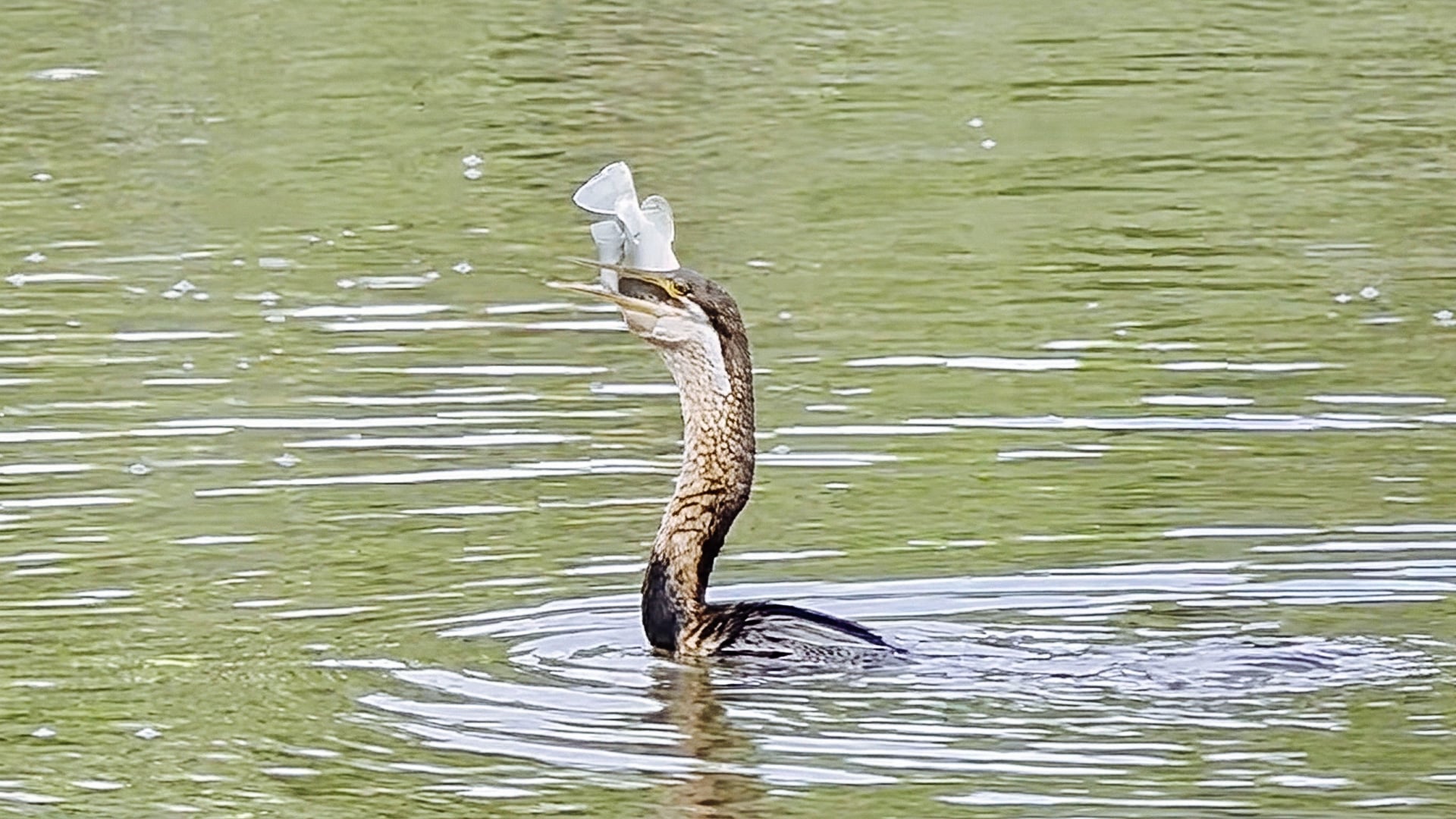 Waterbird Spears and Swallows a Fish Whole