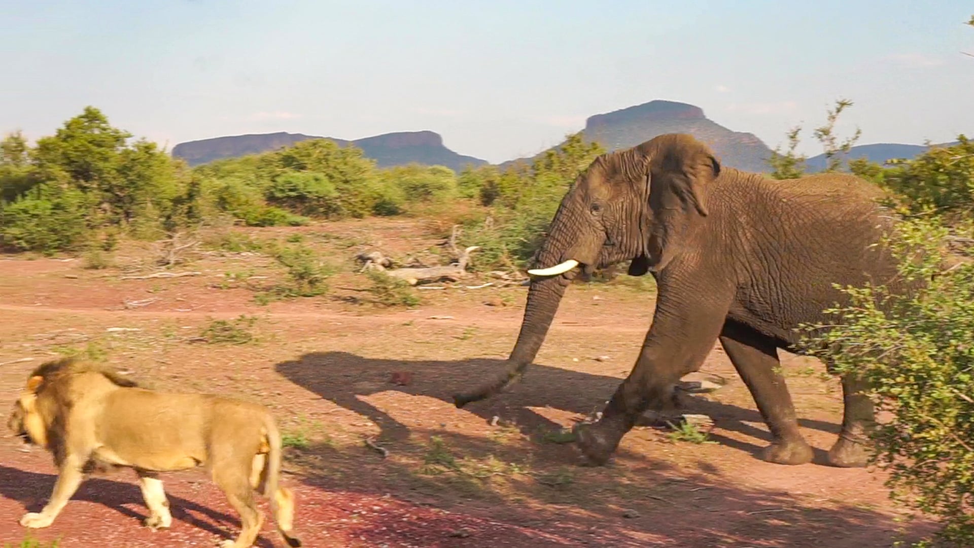 Elephant Runs to Chase Away a Male Lion