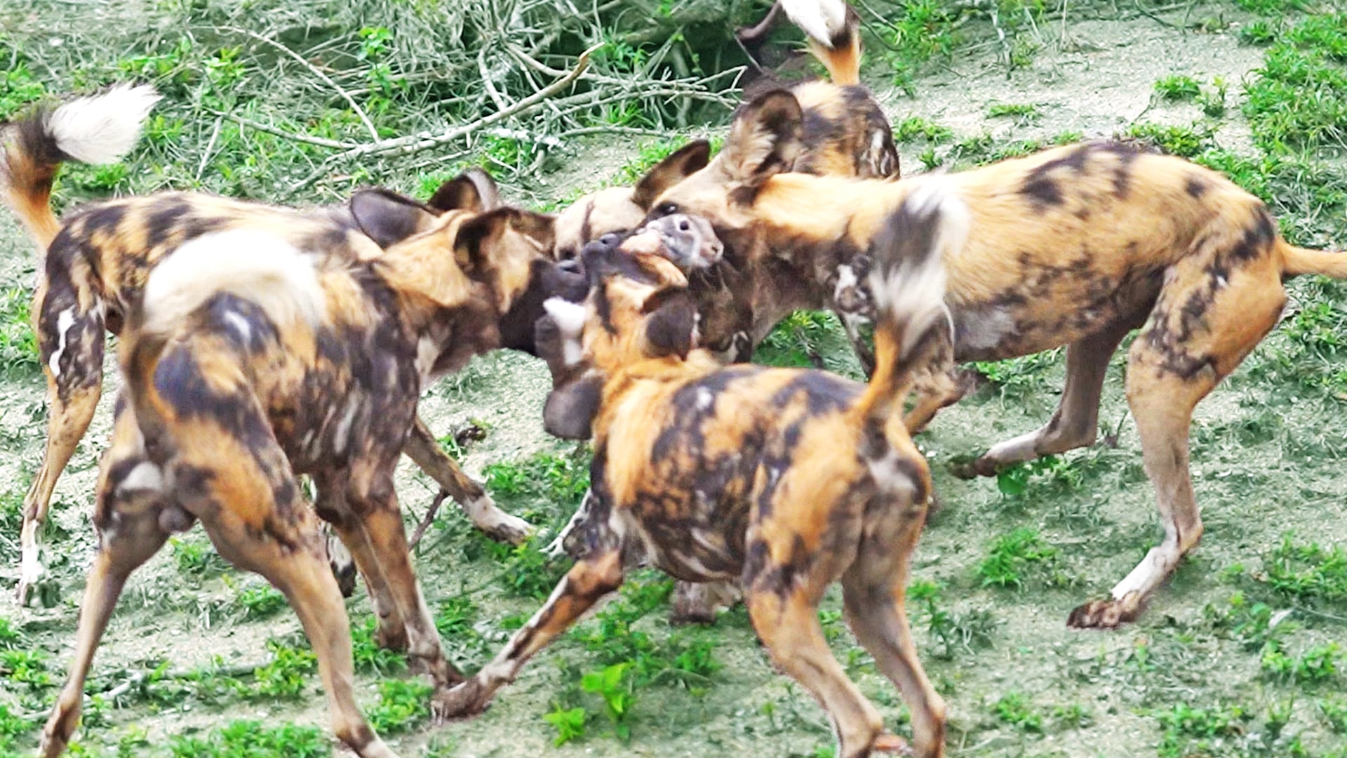 Wild Dogs Devour Bunny