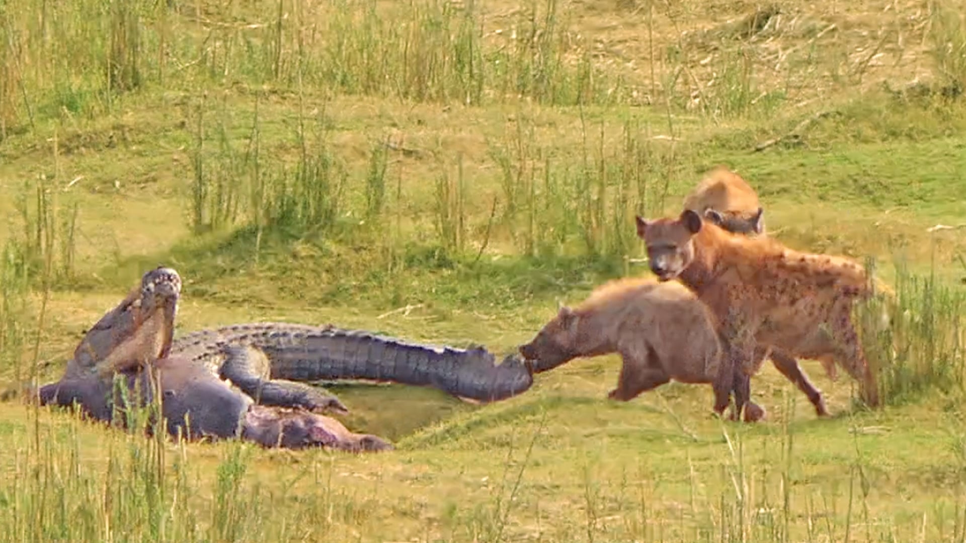 Hyenas Try Pull Monster Crocodile by His Tail