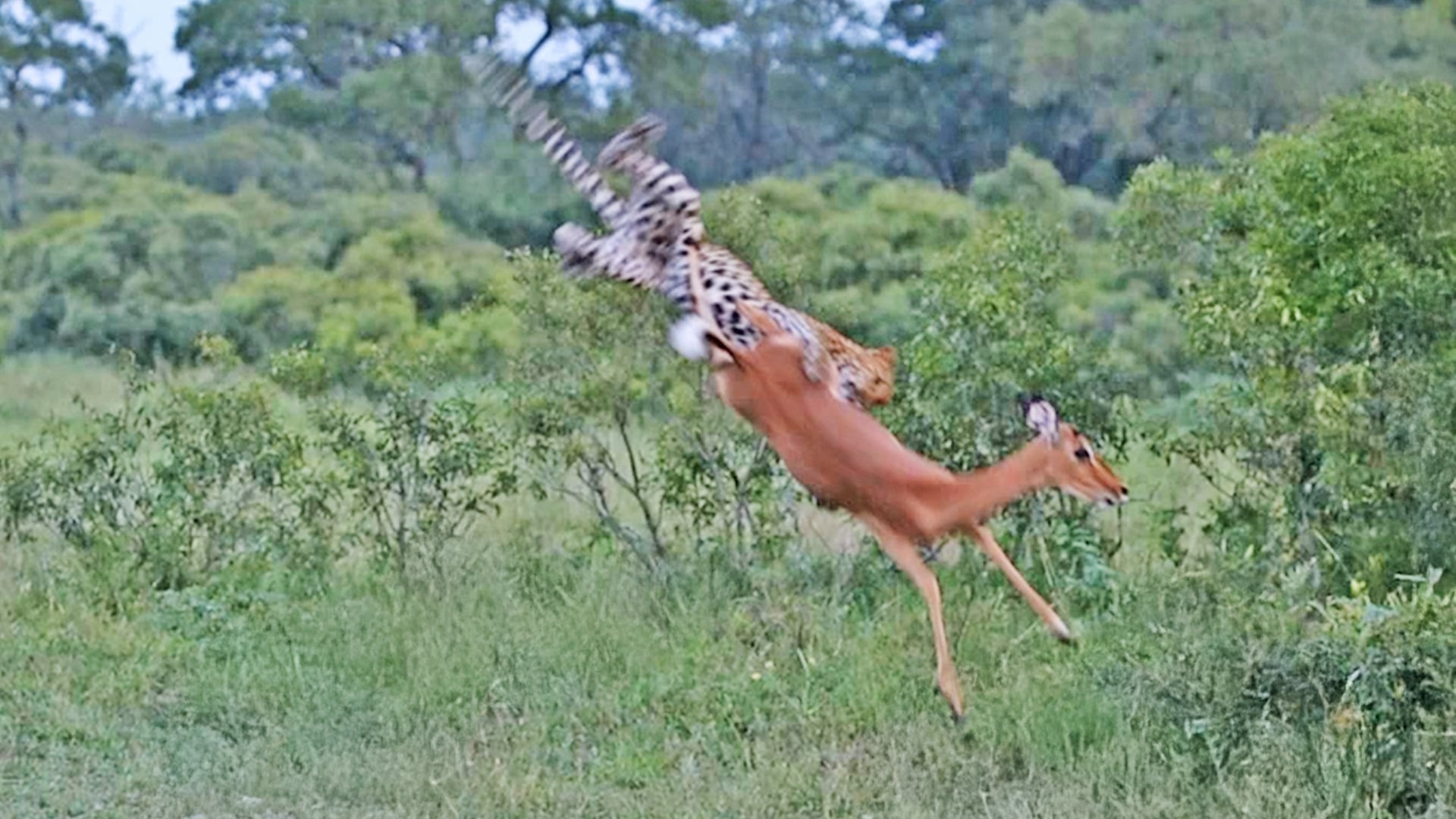Leopard Catches Impala Mid Air