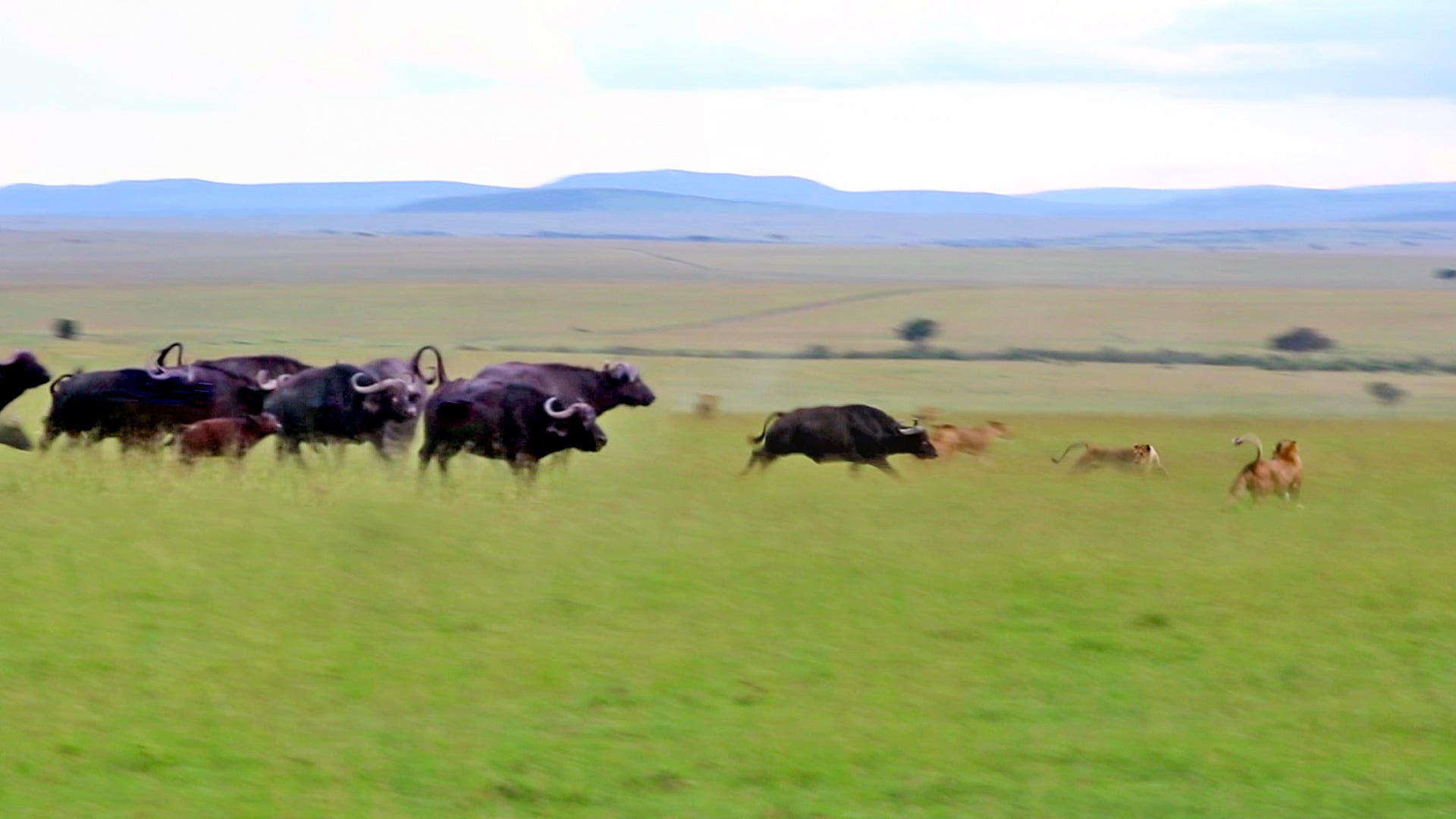 Brave Buffalo Herd Fend Off Lions to Save Calf