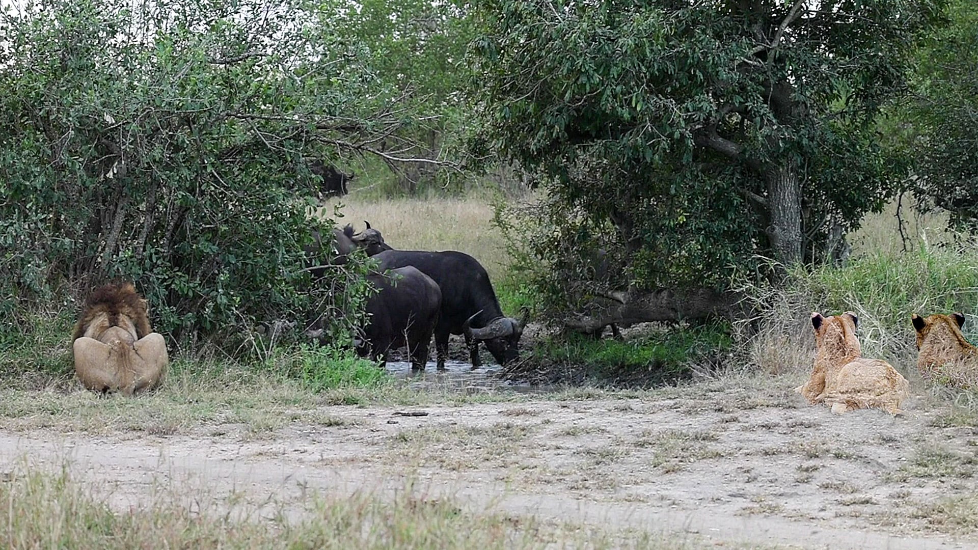 Buffalo Herd Narrowly Escapes Lion Pride